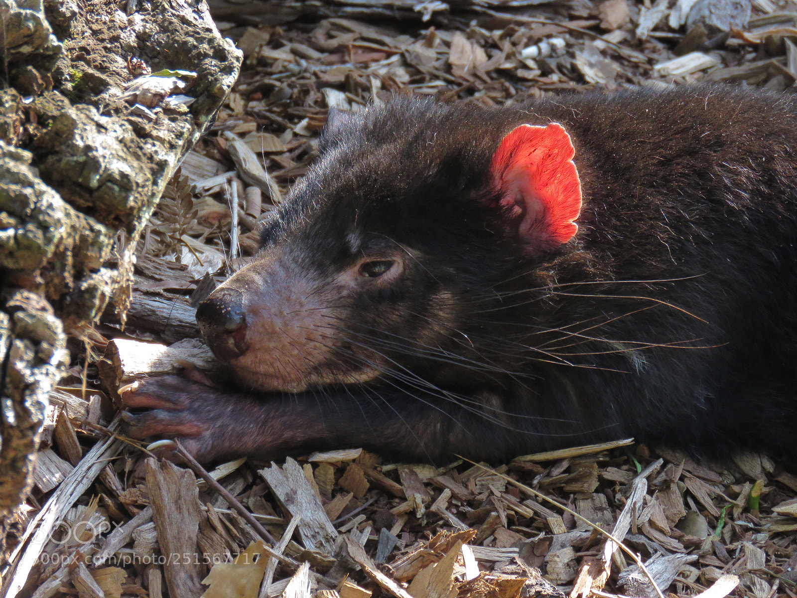Canon PowerShot SX60 HS sample photo. Tasmania’s devil photography