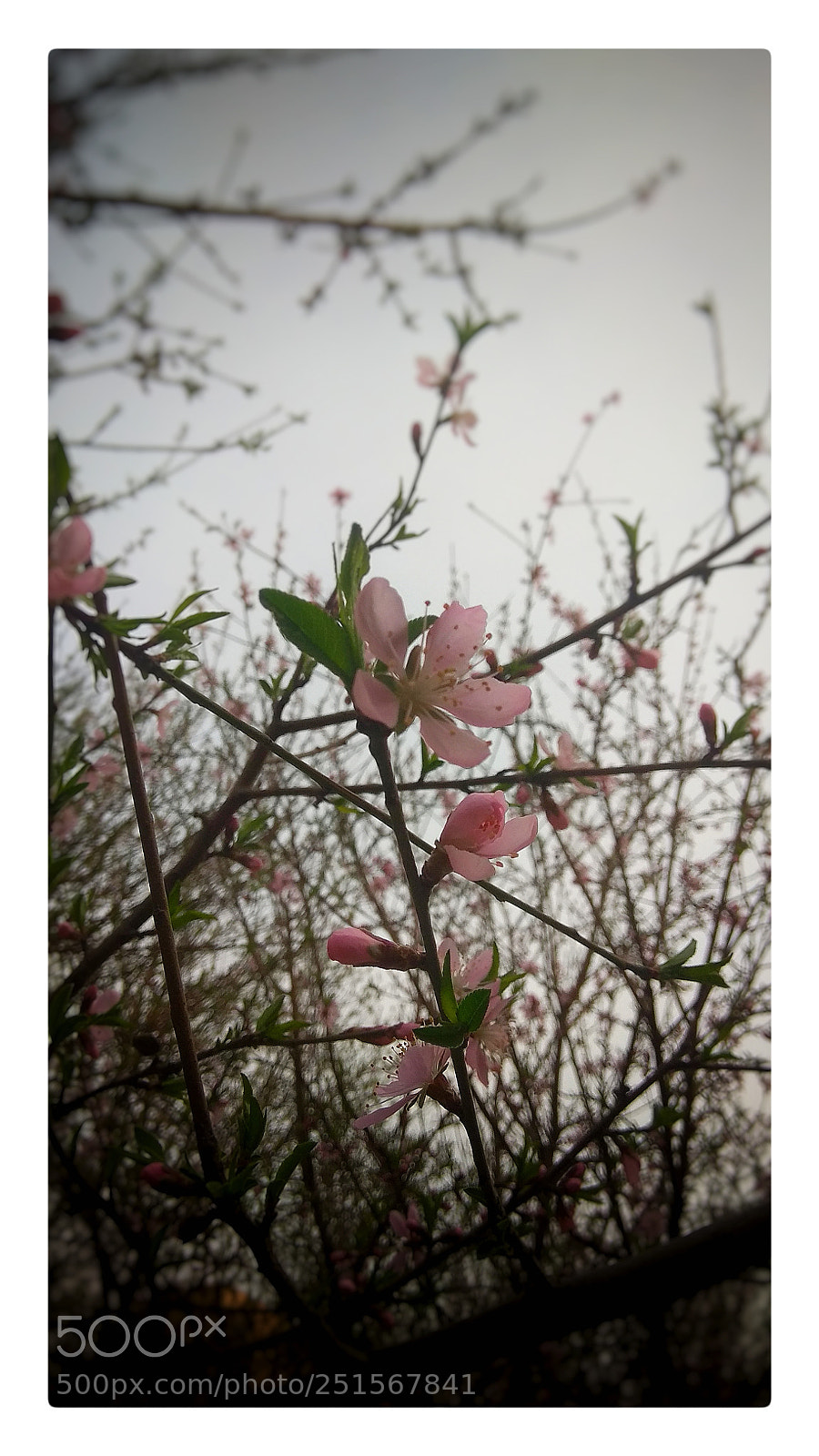 Xiaomi Redmi Note 4X sample photo. 枝头 photography