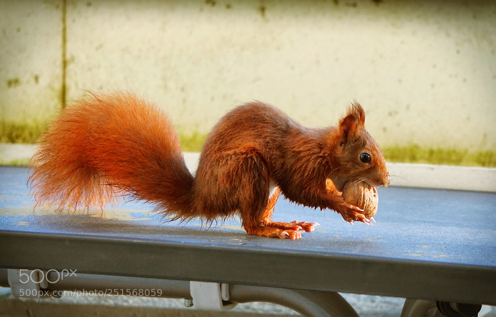 Sony a6000 sample photo. Squirrel photography