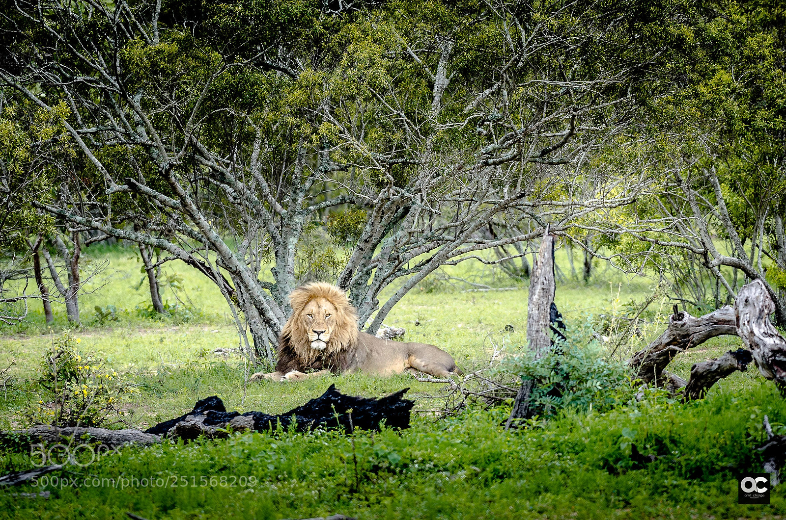 Nikon D5100 sample photo. The lion king photography