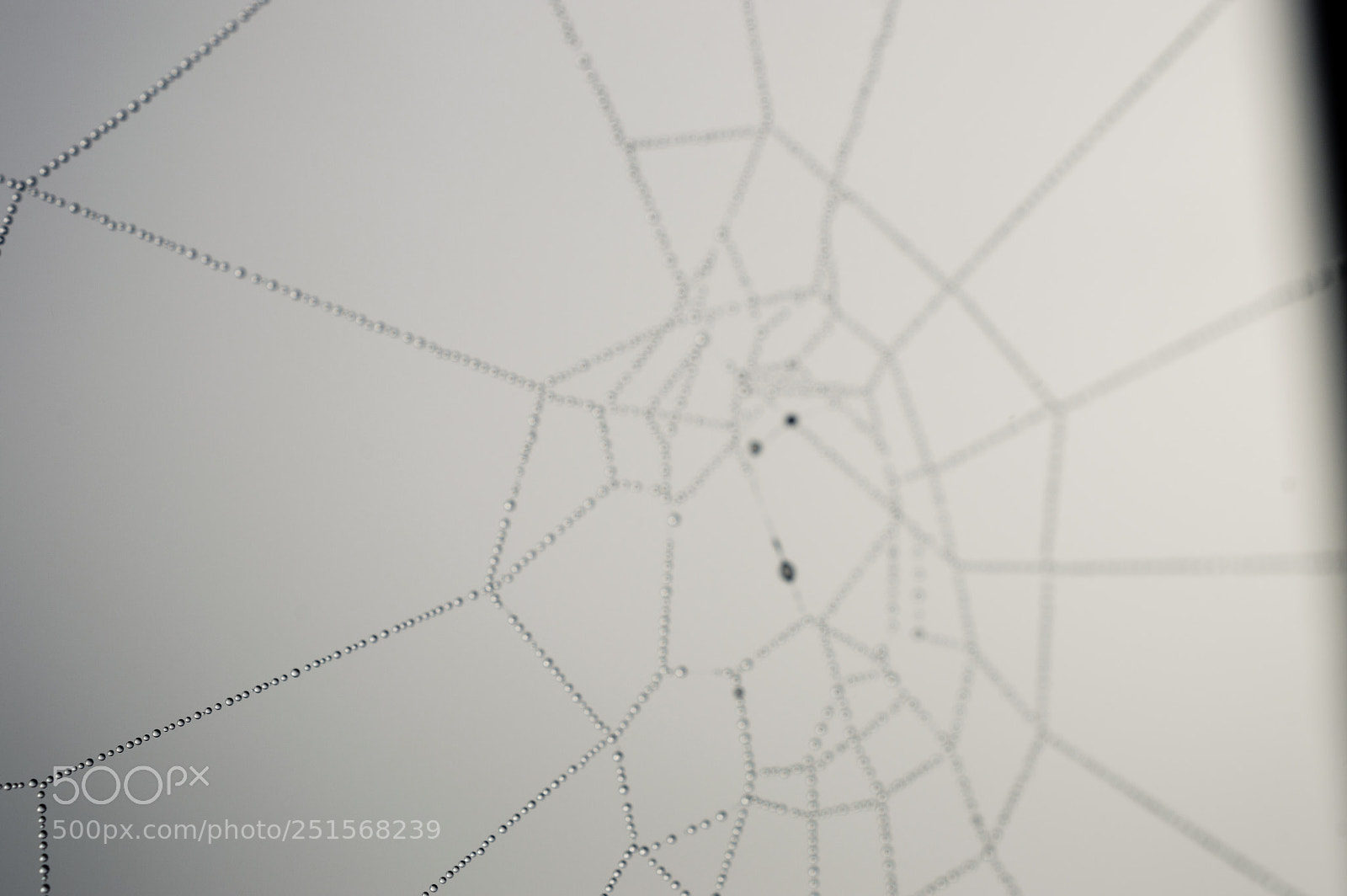 Nikon D3200 sample photo. Dew on spiderweb photography