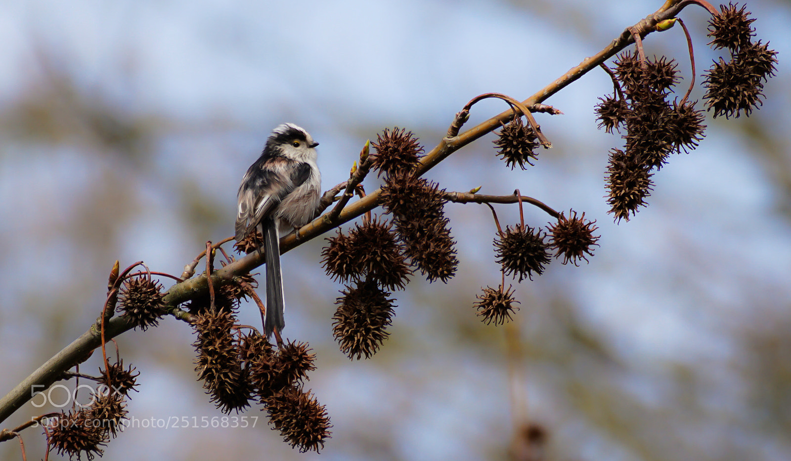 Sony a6000 sample photo. So adorable photography