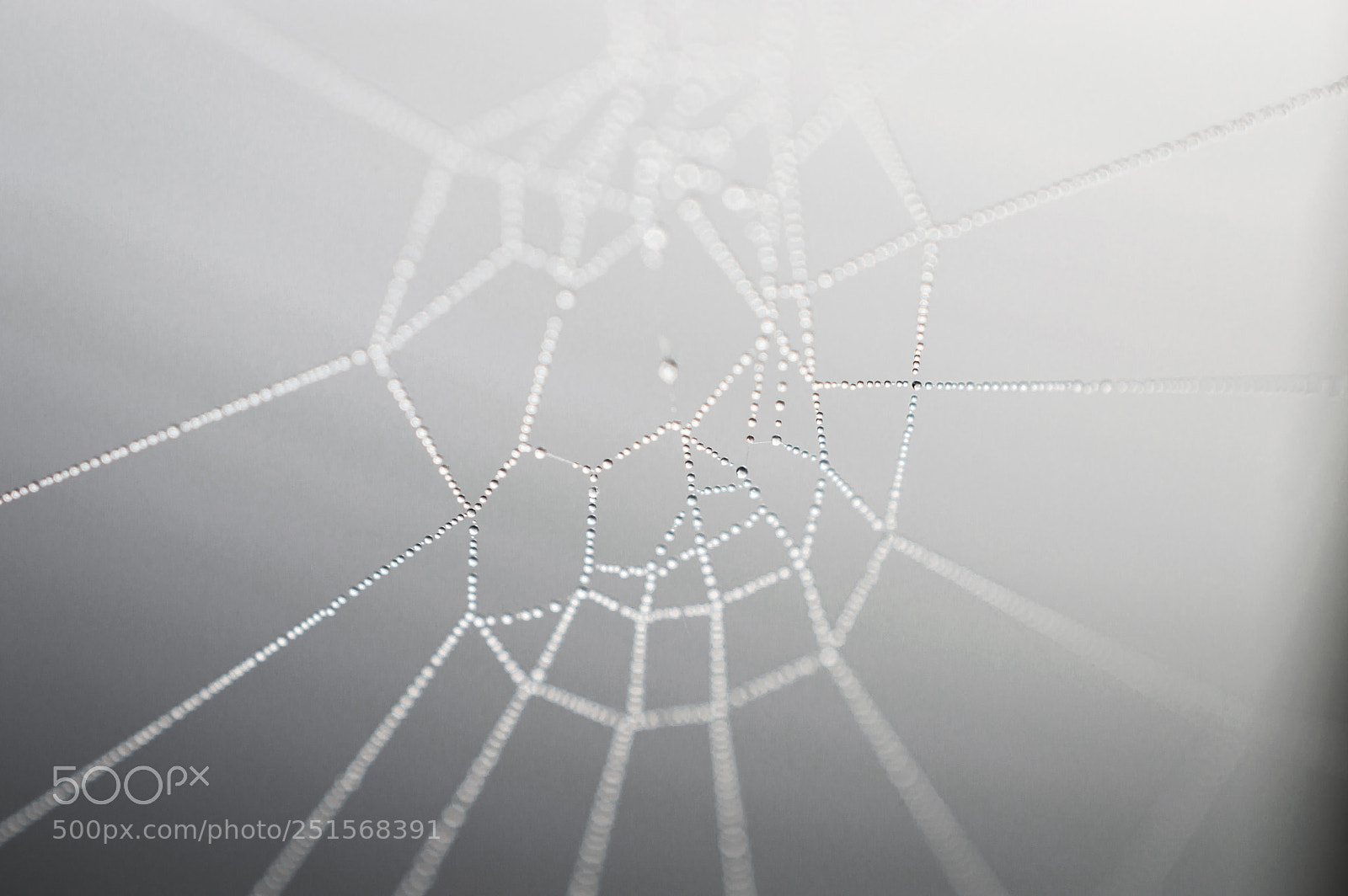 Nikon D3200 sample photo. Dew on spiderweb photography