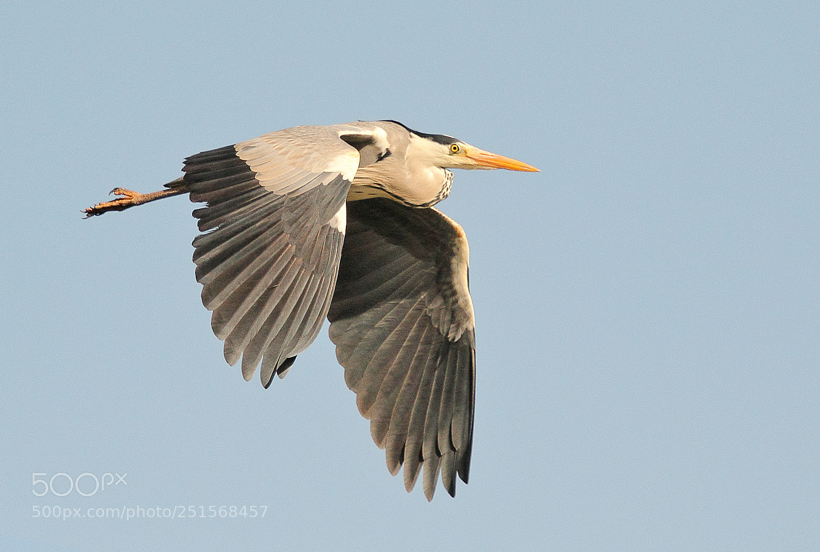 Canon EOS 7D sample photo. Ardeidae,blauwe reiger photography
