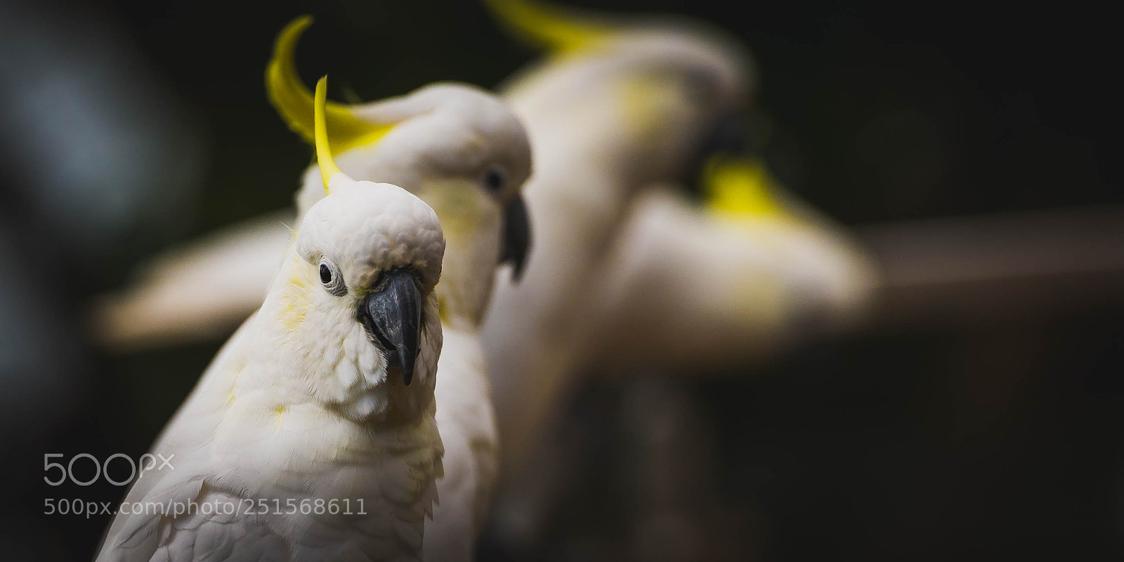Nikon D610 sample photo. Hello cocky photography