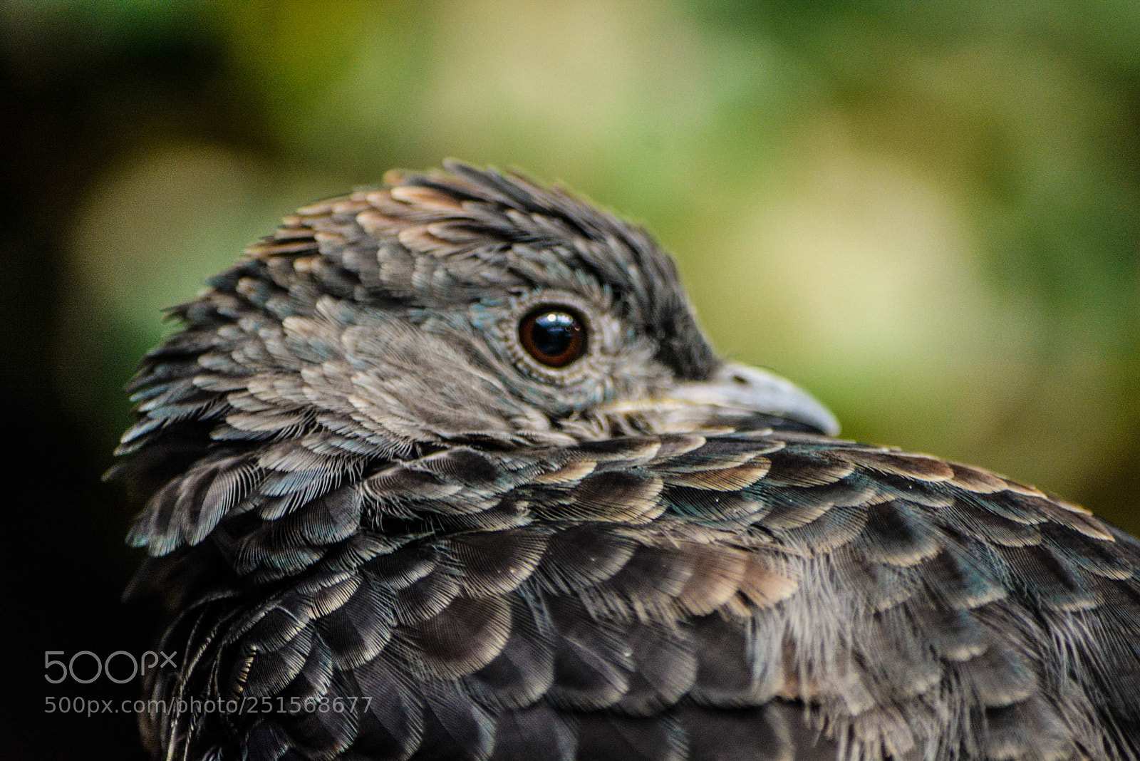 Nikon D7100 sample photo. Bird photography