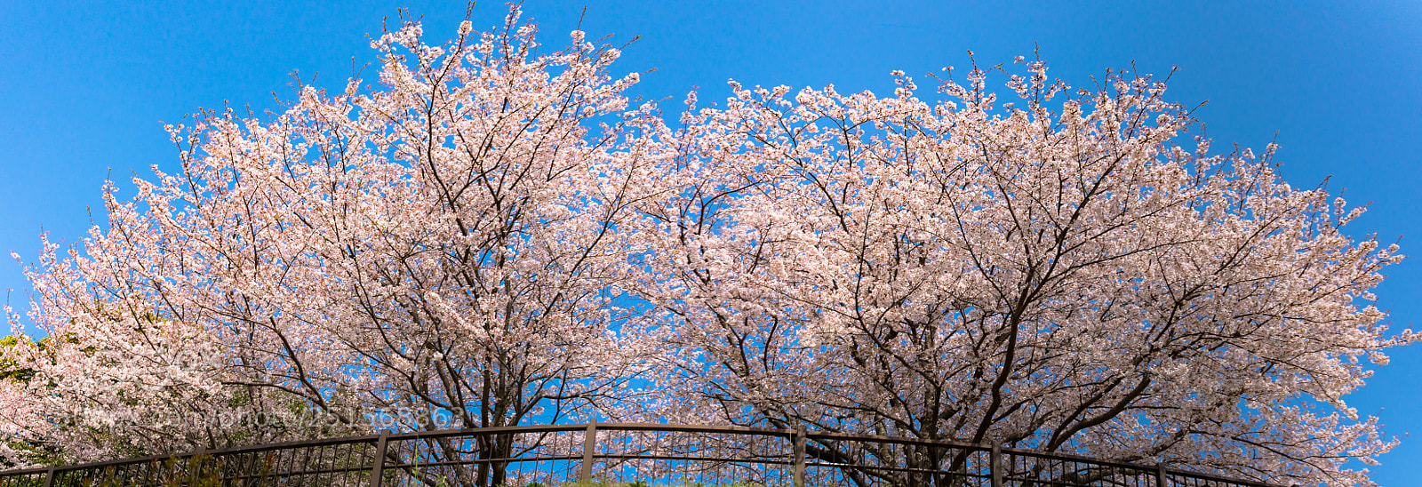 Nikon D7100 sample photo. Japanese cherry trees in photography