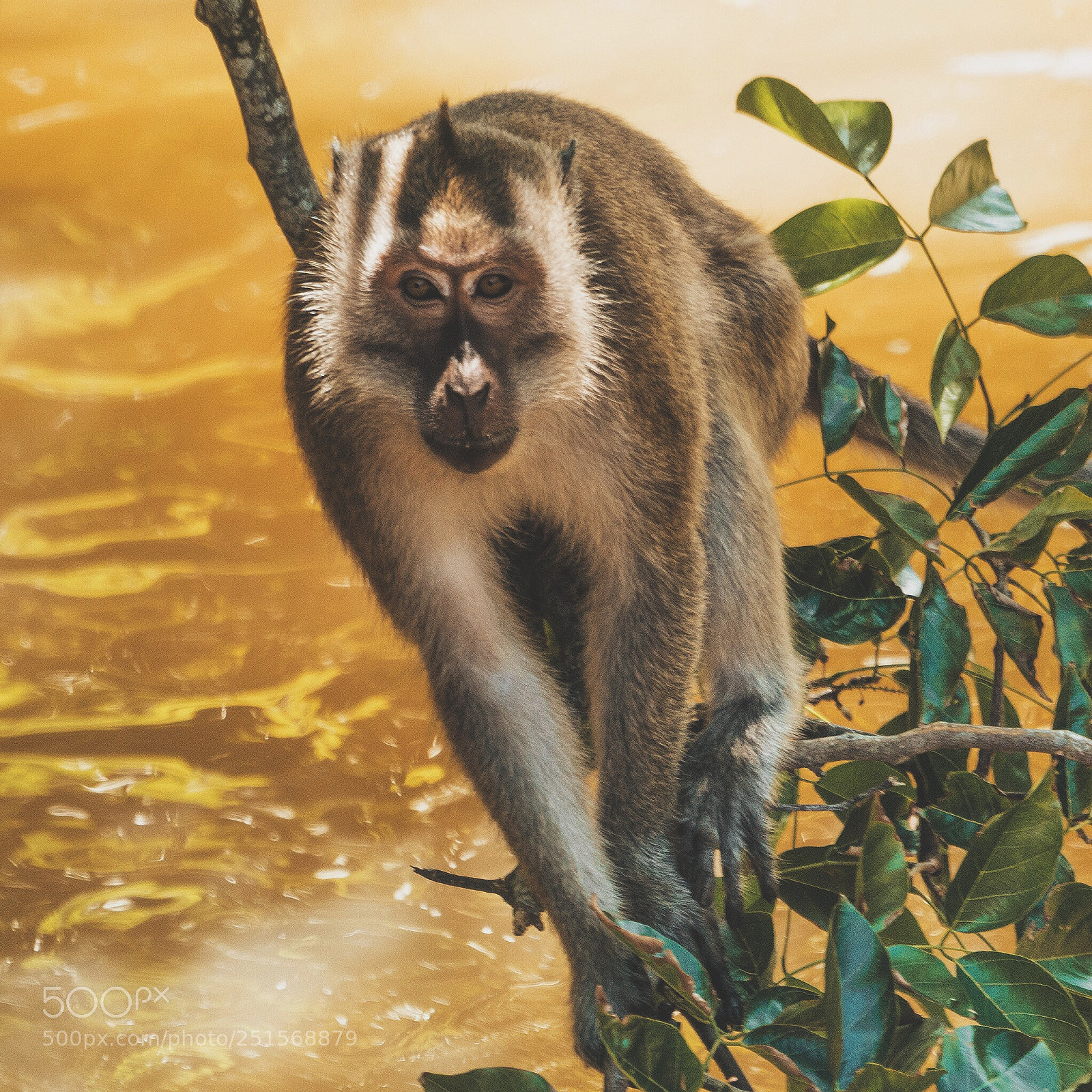 Sony a6300 sample photo. Monkey photography