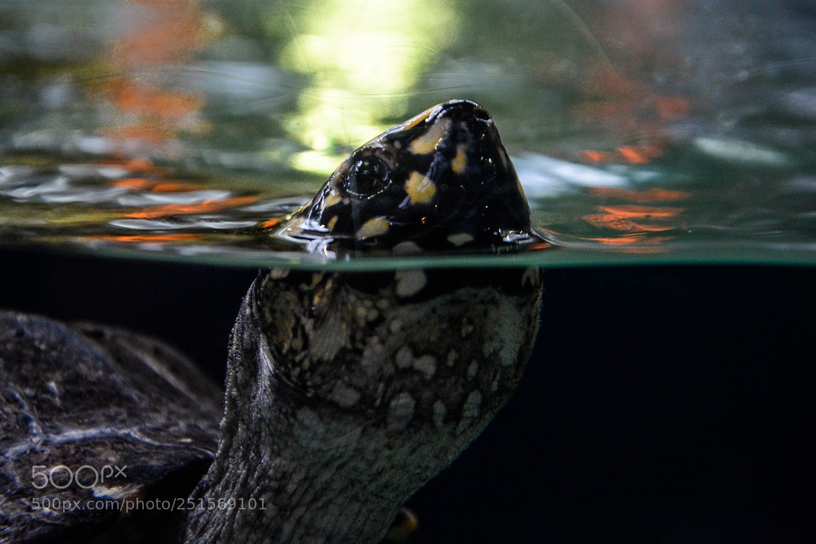 Nikon D7100 sample photo. Turtle photography