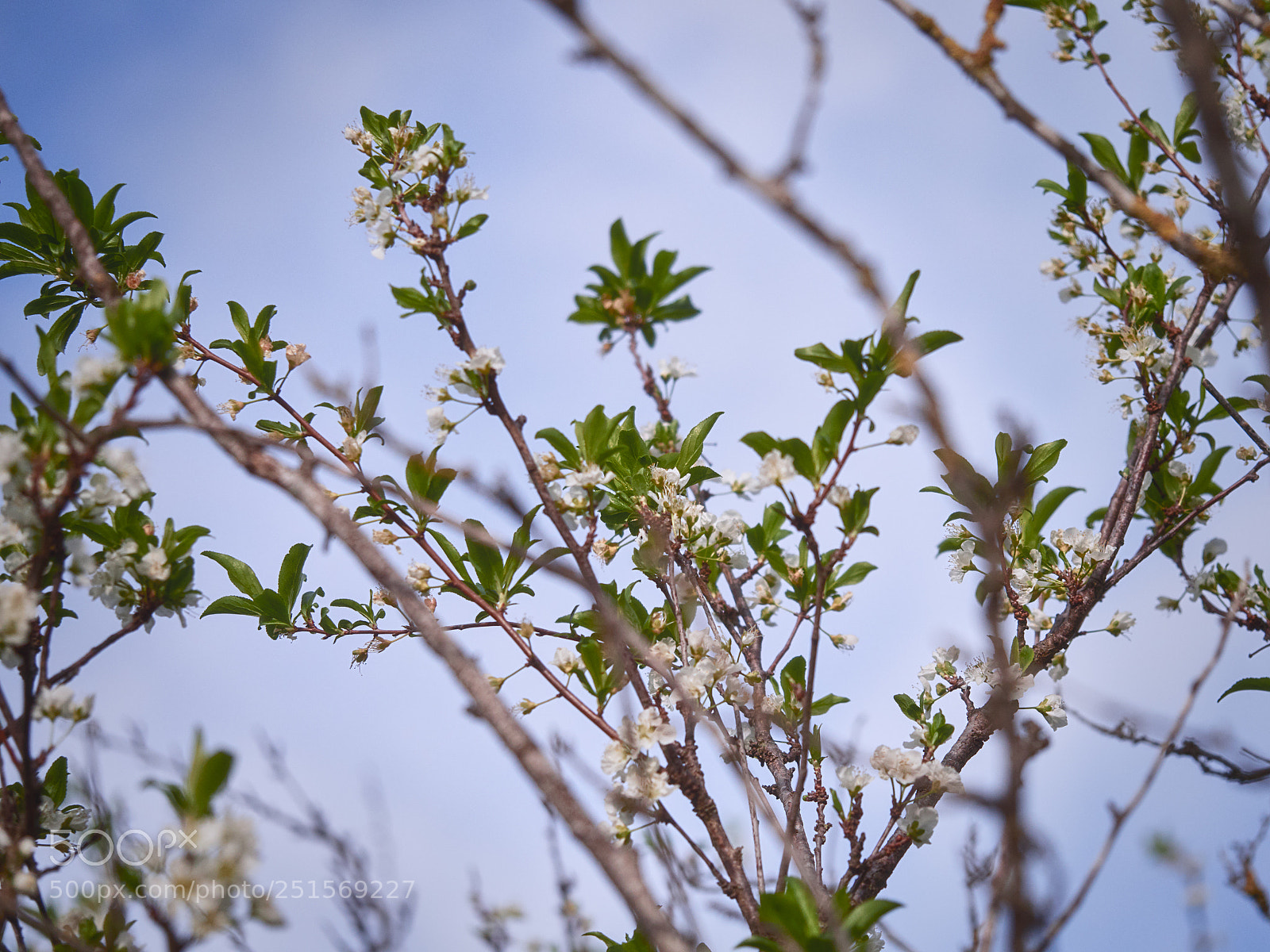 Olympus OM-D E-M1 Mark II sample photo. Springtime photography