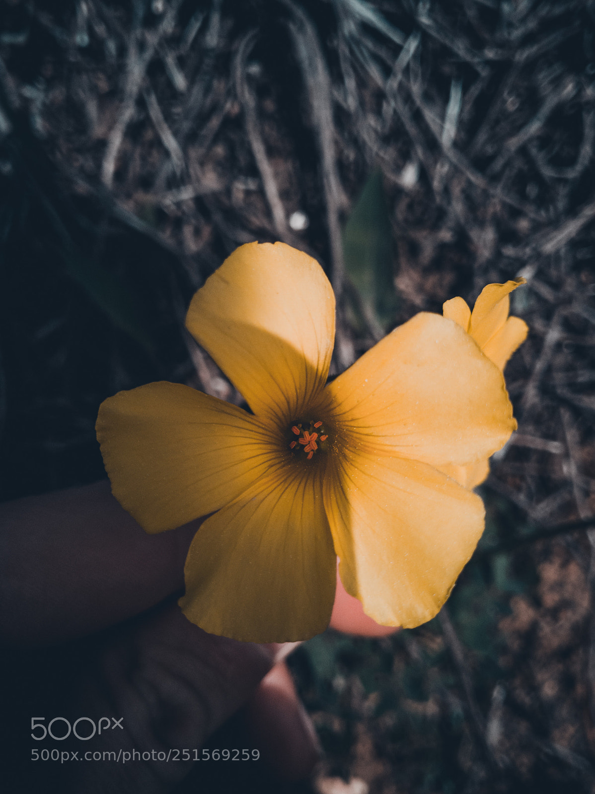 HUAWEI Honor 9 sample photo. Spring is now! photography
