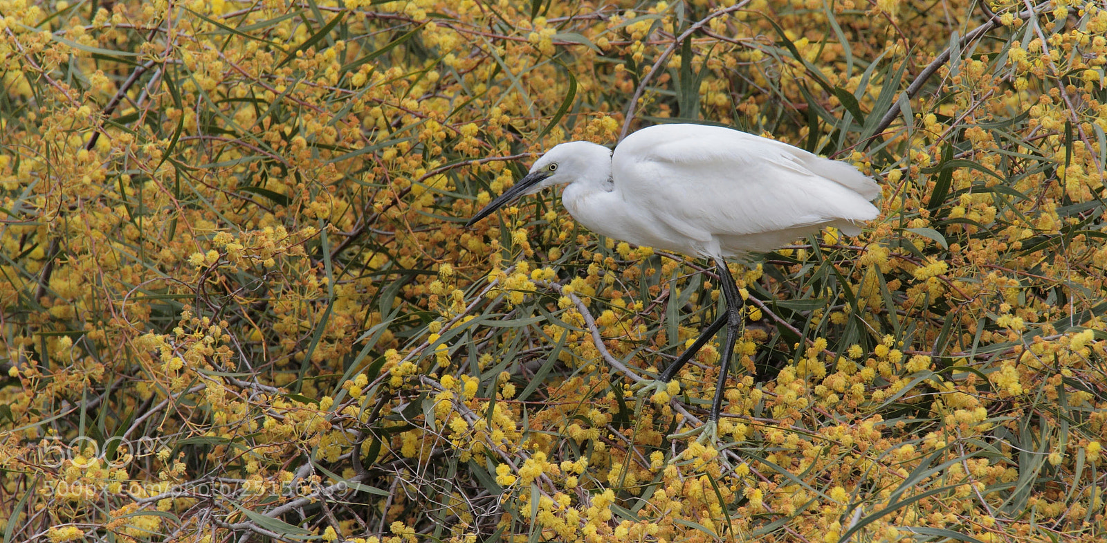 Canon EOS 7D sample photo. The spring egret... photography