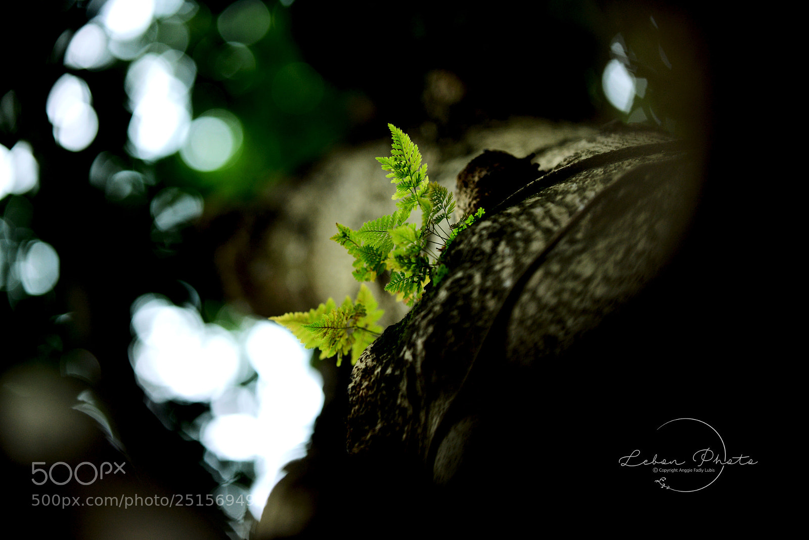 Nikon D800 sample photo. Untitled photography