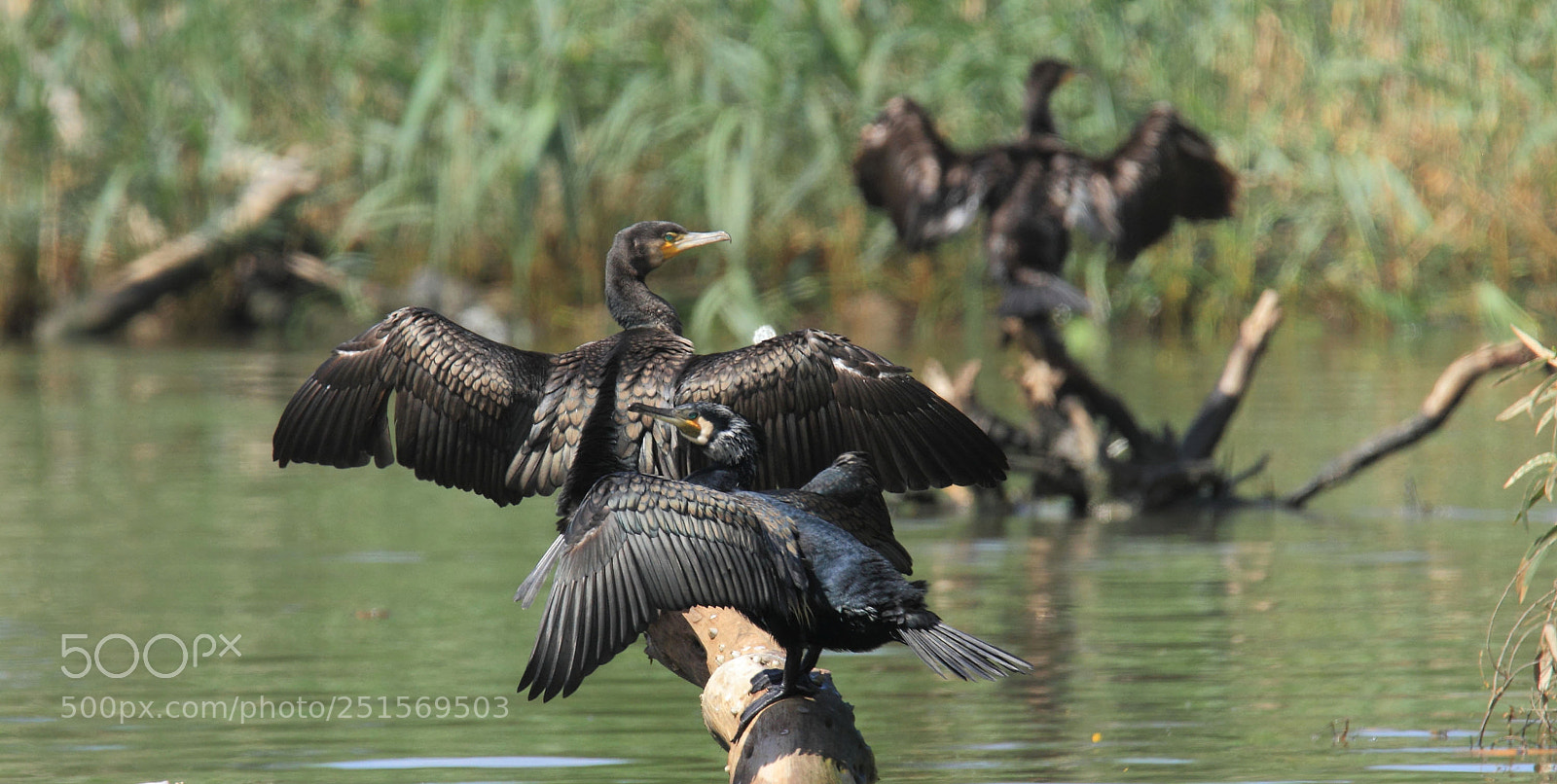 Canon EOS 7D sample photo. Cormorants ... photography