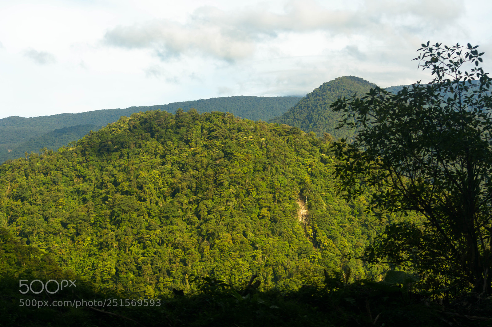 Nikon D5200 sample photo. Rainforest photography