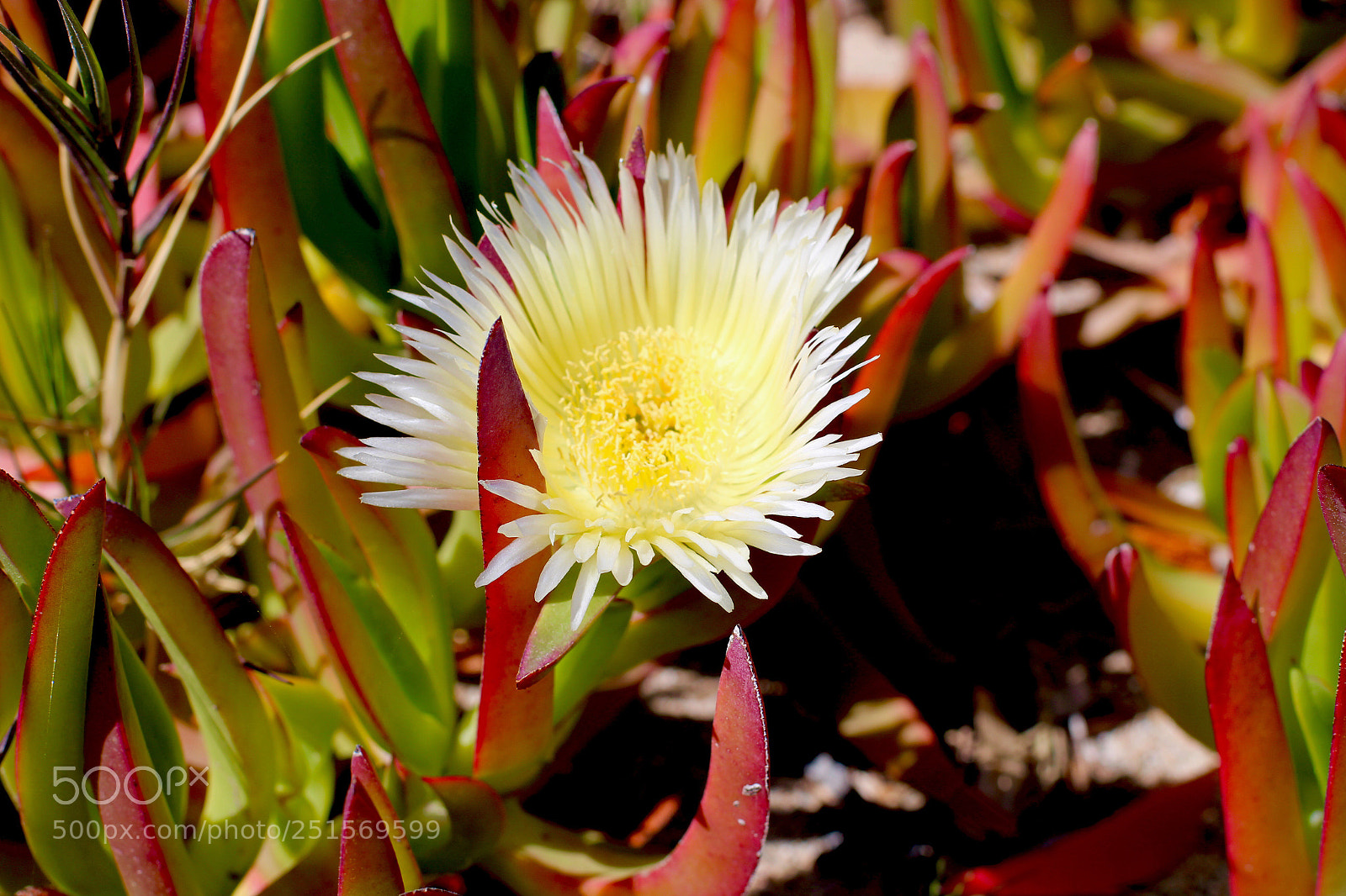 Canon EOS 700D (EOS Rebel T5i / EOS Kiss X7i) sample photo. Dandelion photography
