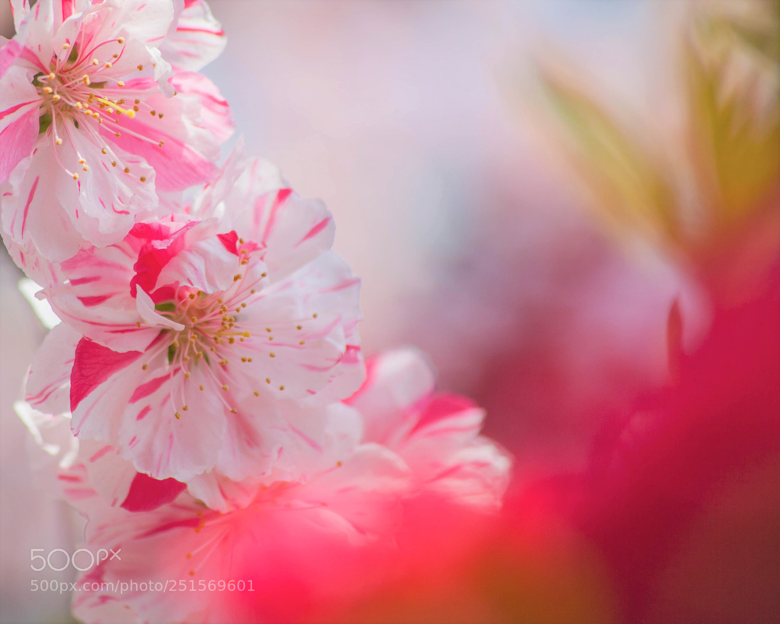 Canon EOS 5D Mark II sample photo. Gorgeous photography
