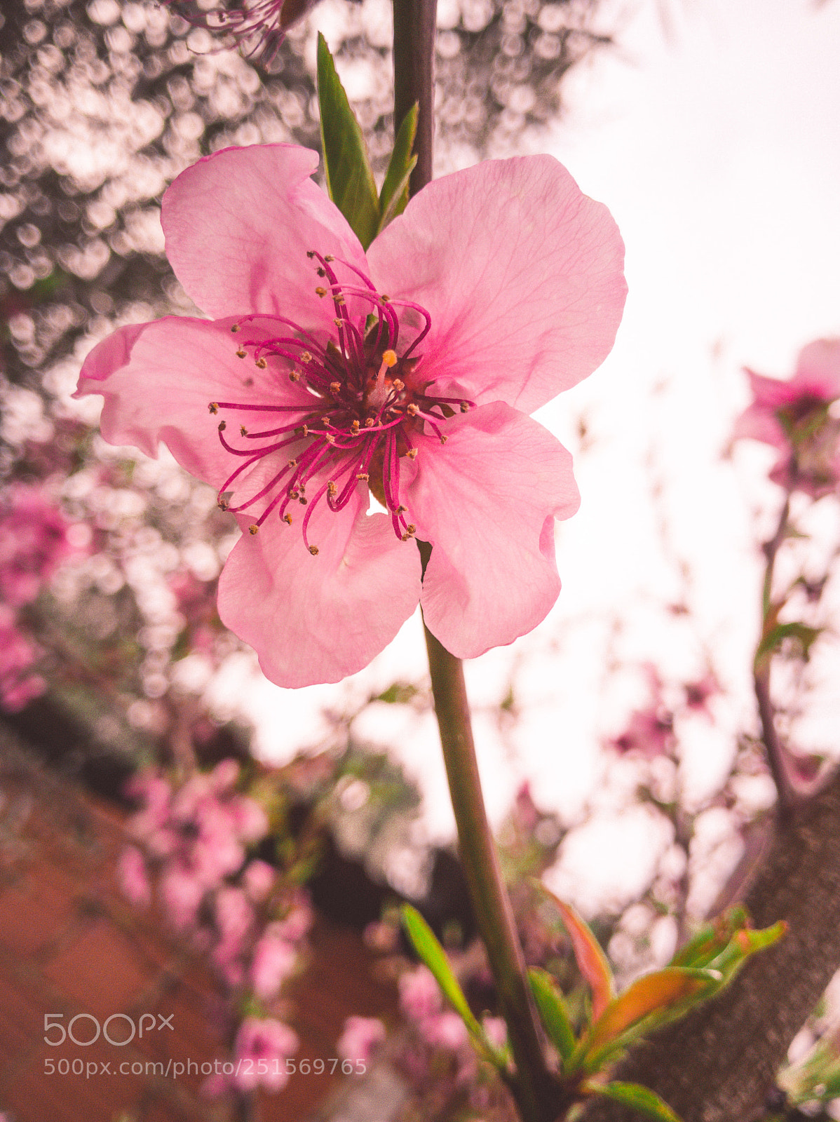HUAWEI Honor 9 sample photo. Peache flower photography