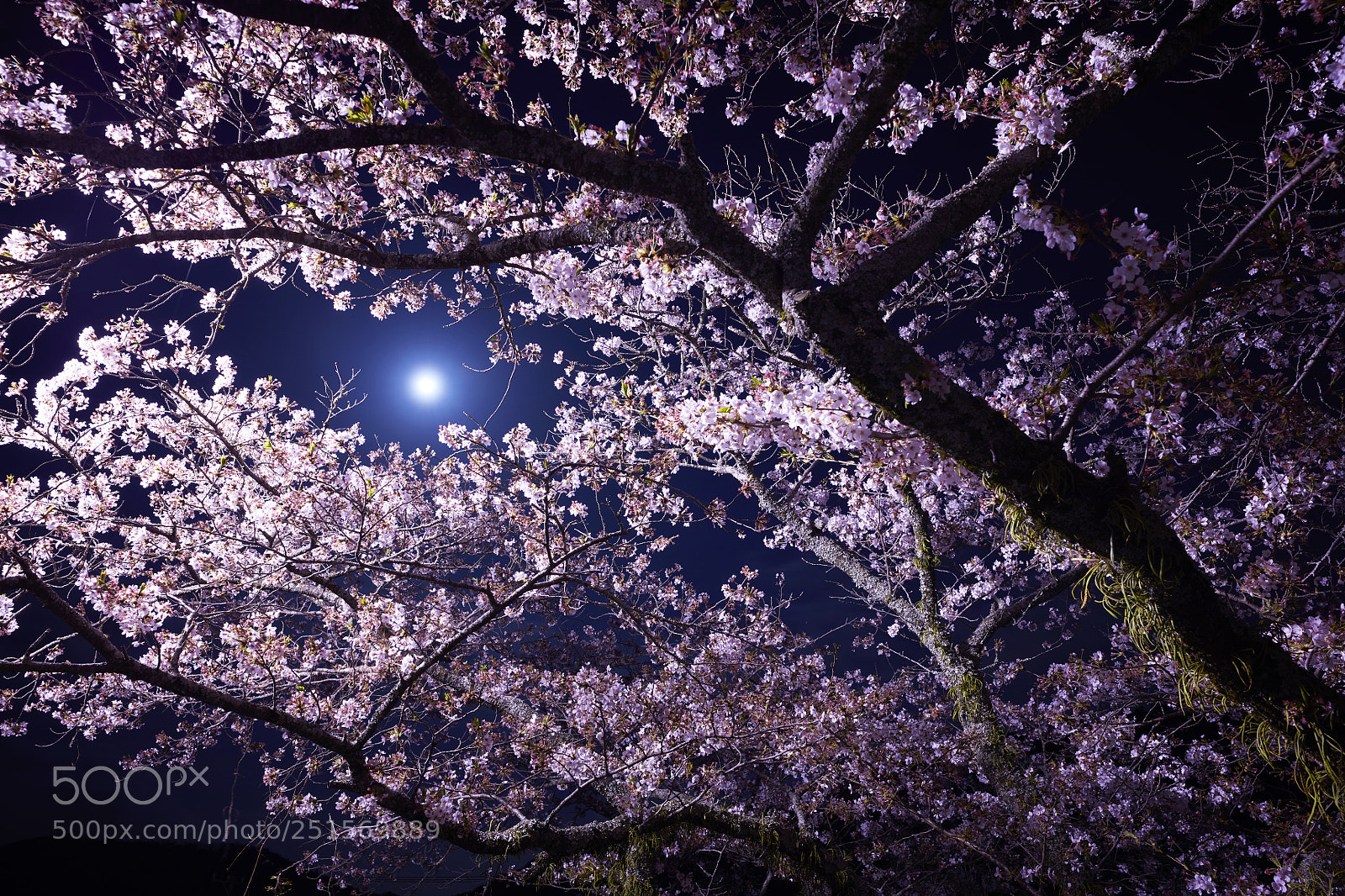 Canon EOS 5DS R sample photo. Moon light photography