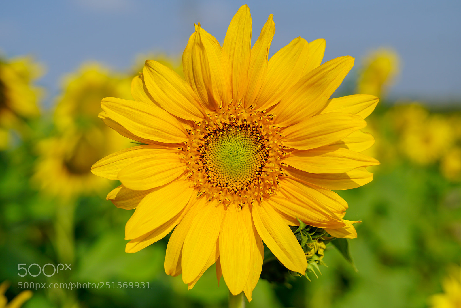 Sony a7R II sample photo. Sunflower photography
