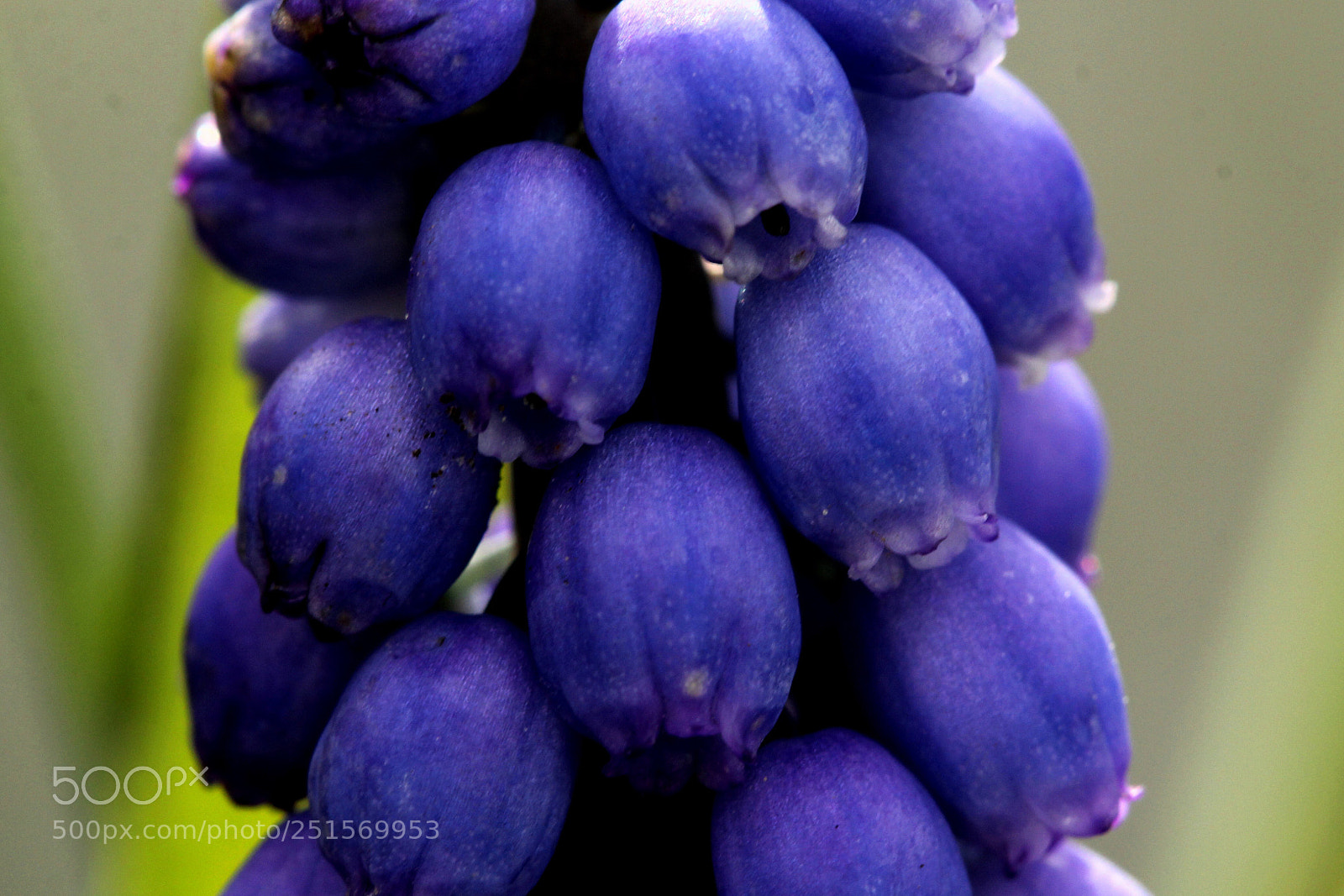 Canon EOS 60D sample photo. Grape hyacinth  photography