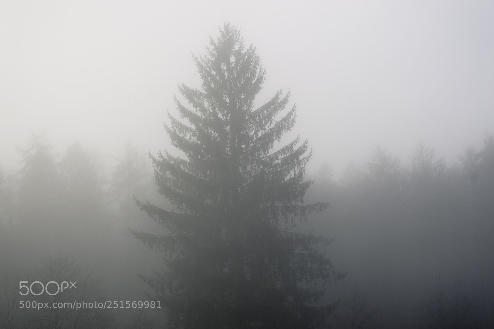Nikon D3200 sample photo. Coniferous tree photography