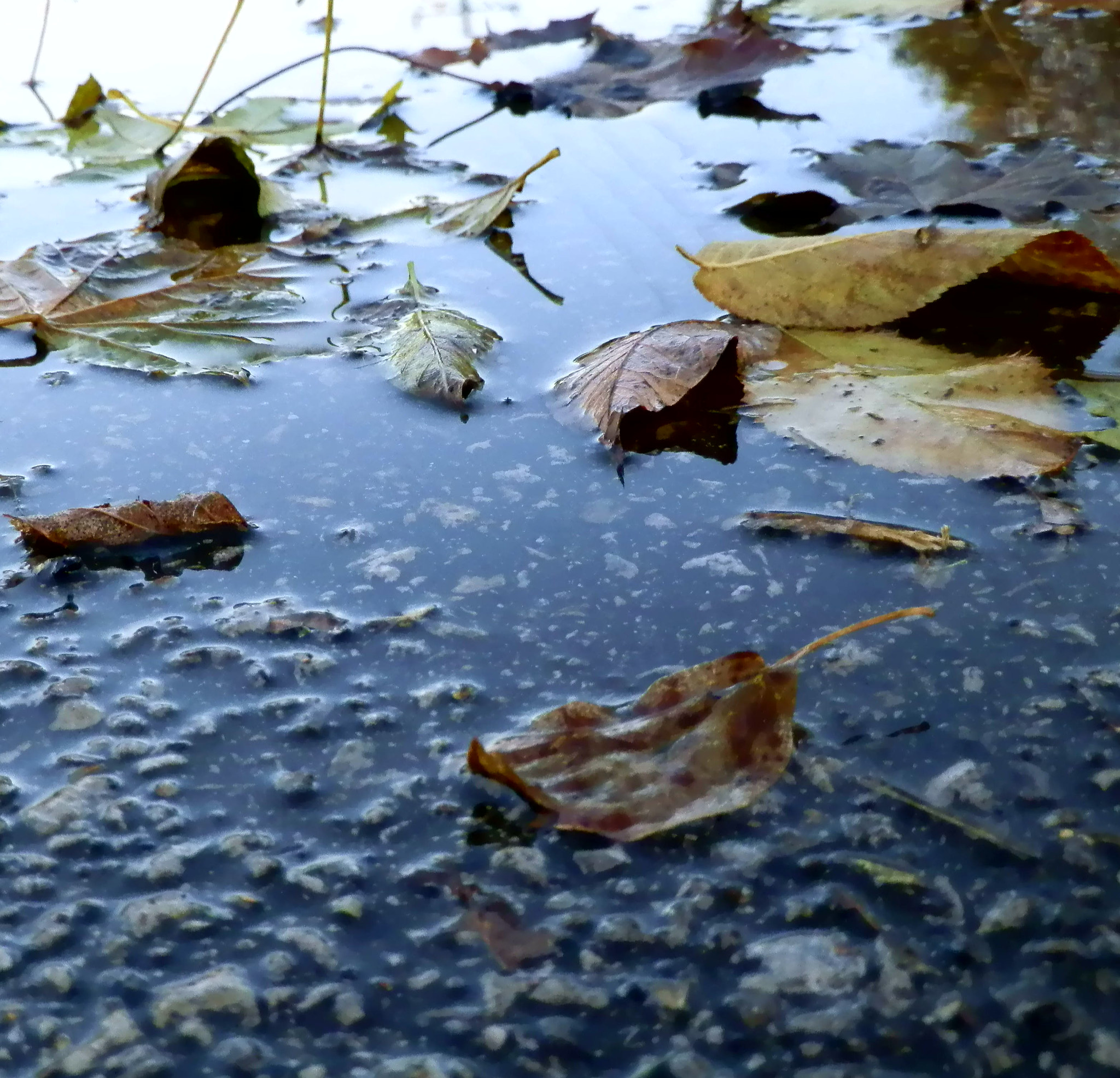 Olympus SP-610UZ sample photo. Leaves reflecting in a spring puddle photography