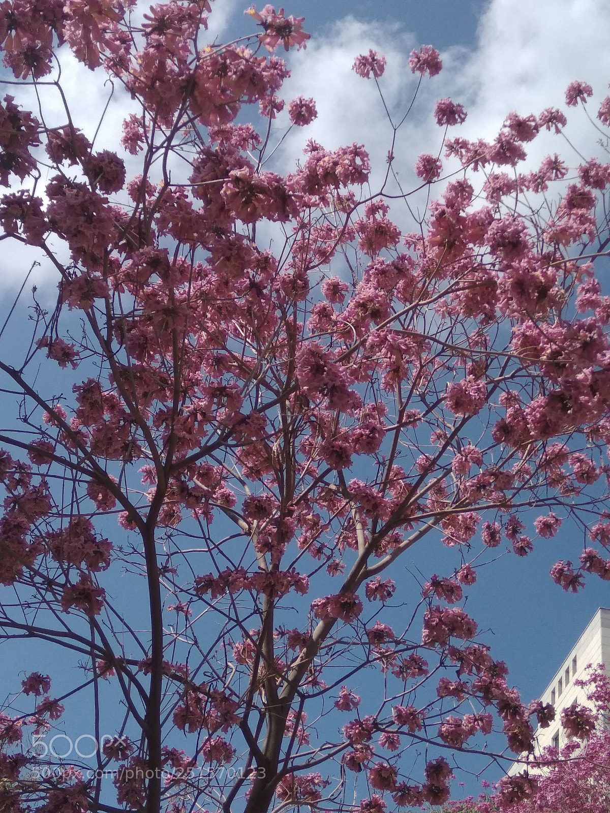 Xiaomi Redmi Note 4 sample photo. Untitled photography