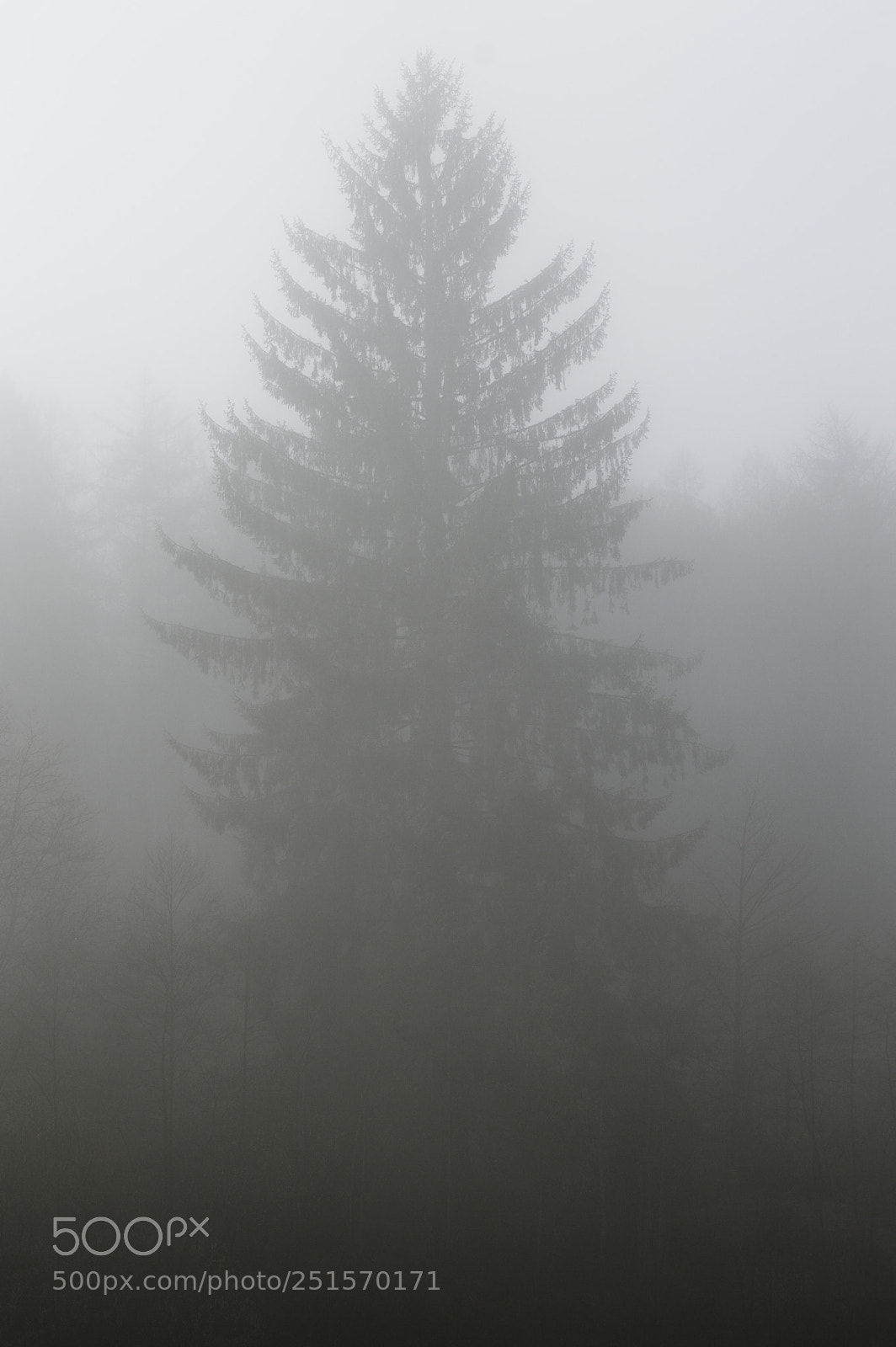 Nikon D3200 sample photo. Coniferous tree photography