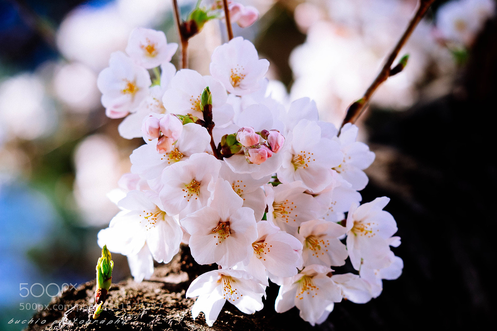 Olympus OM-D E-M1 sample photo. Cherry blossom photography