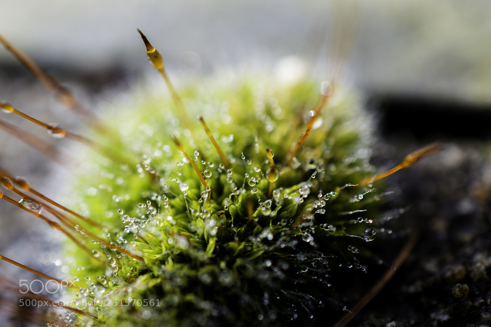 Nikon D3200 sample photo. Dew on plant photography