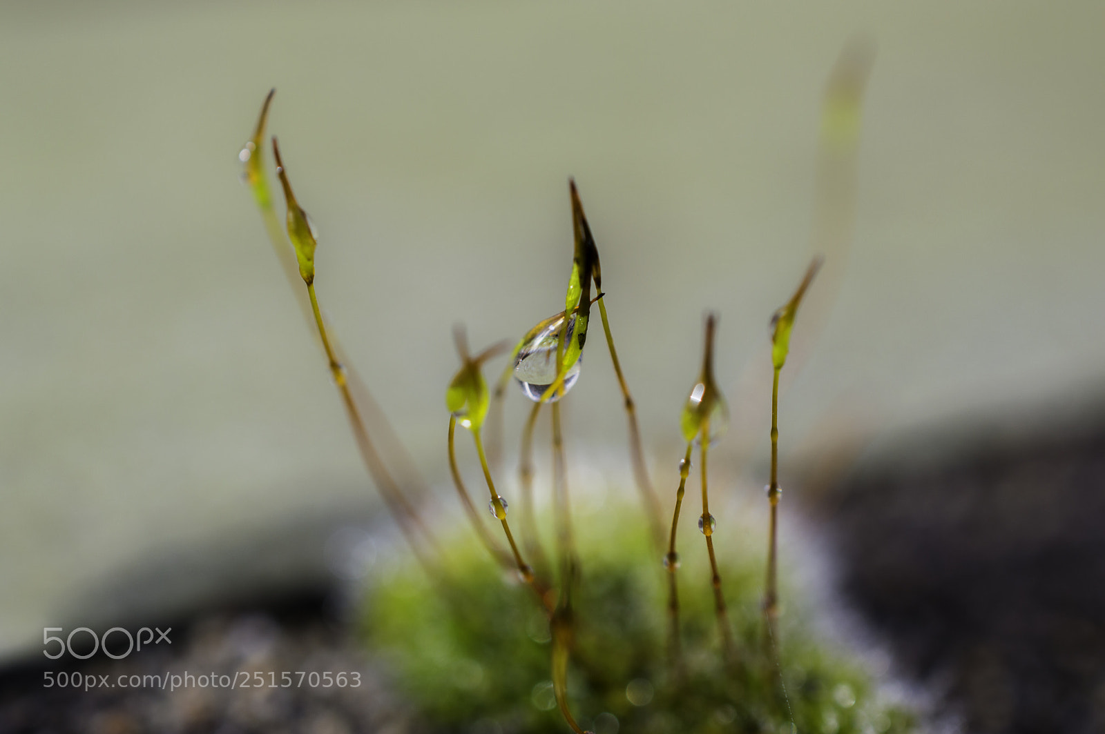 Nikon D3200 sample photo. Dew on plant photography