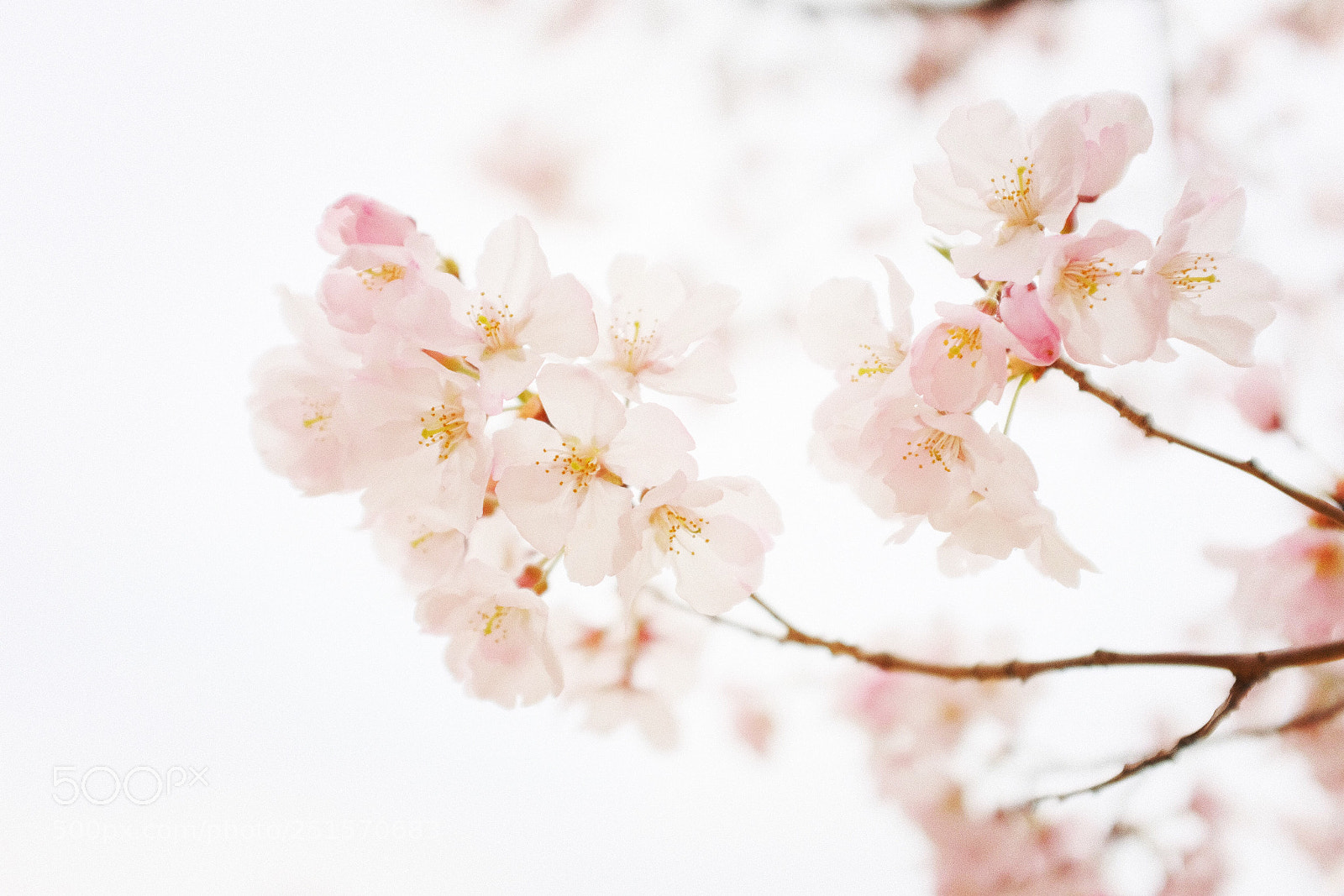 Fujifilm X100F sample photo. Cherry blossoms  photography