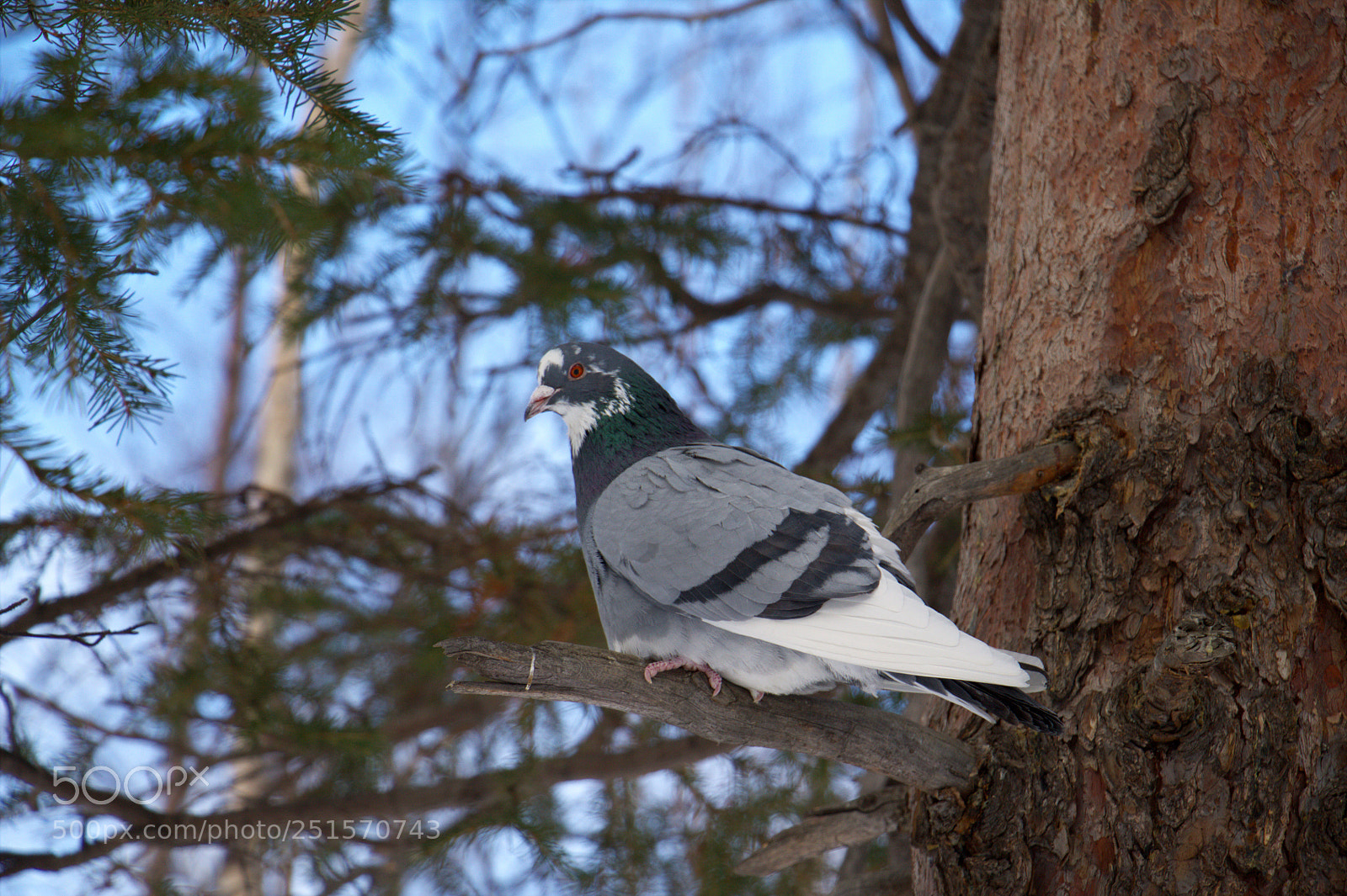 Canon EOS 1100D (EOS Rebel T3 / EOS Kiss X50) sample photo. Наблюдатель / the watcher photography