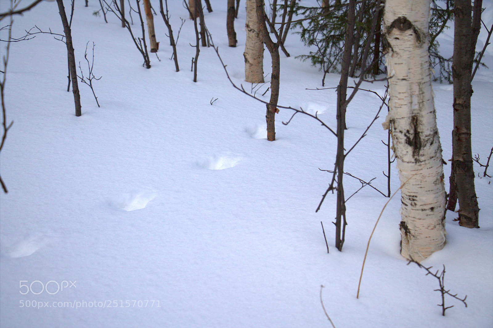 Canon EOS 1100D (EOS Rebel T3 / EOS Kiss X50) sample photo. Кто тут был? / who was there? photography