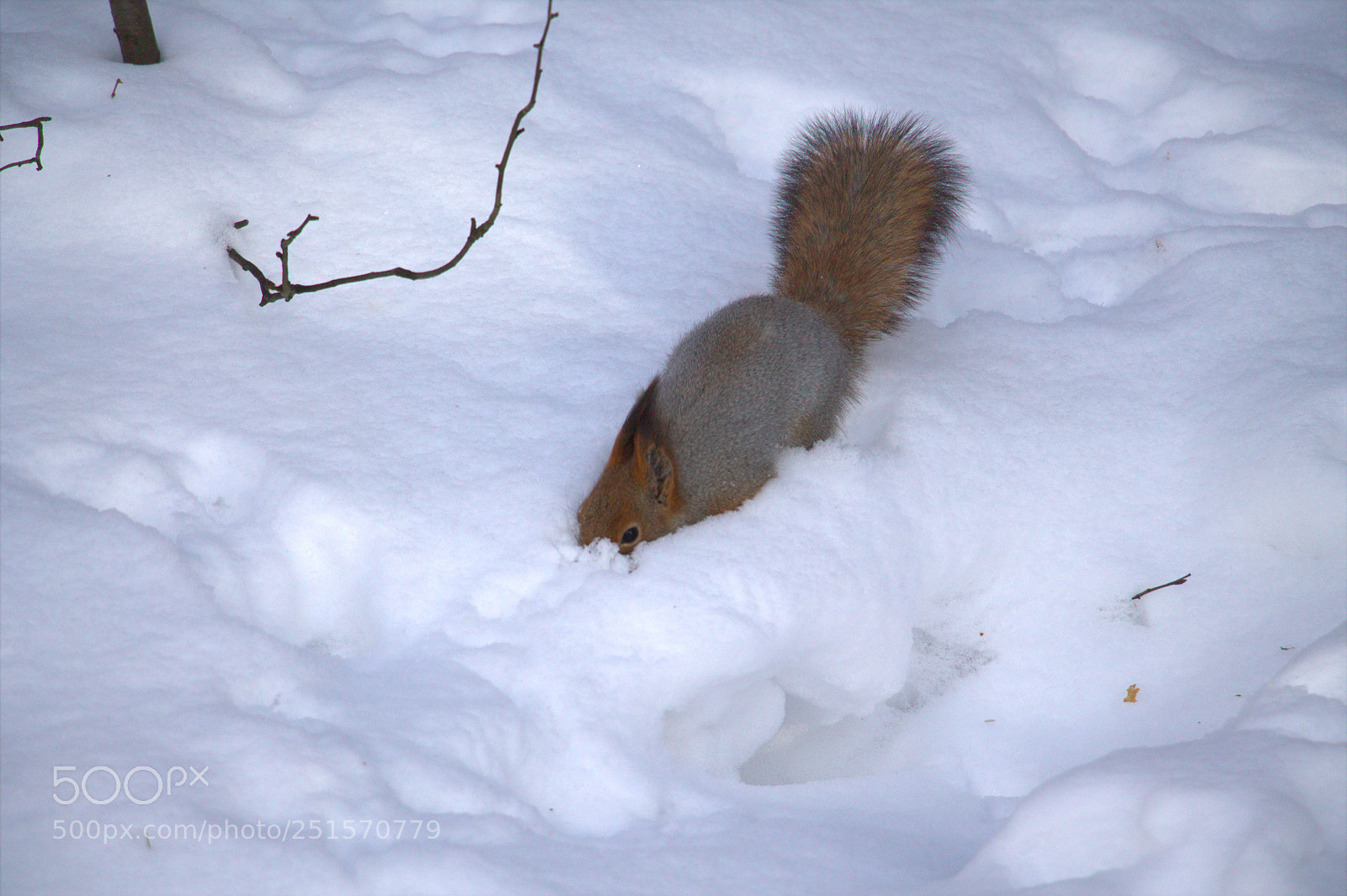 Canon EOS 1100D (EOS Rebel T3 / EOS Kiss X50) sample photo. Спряталась / hid photography