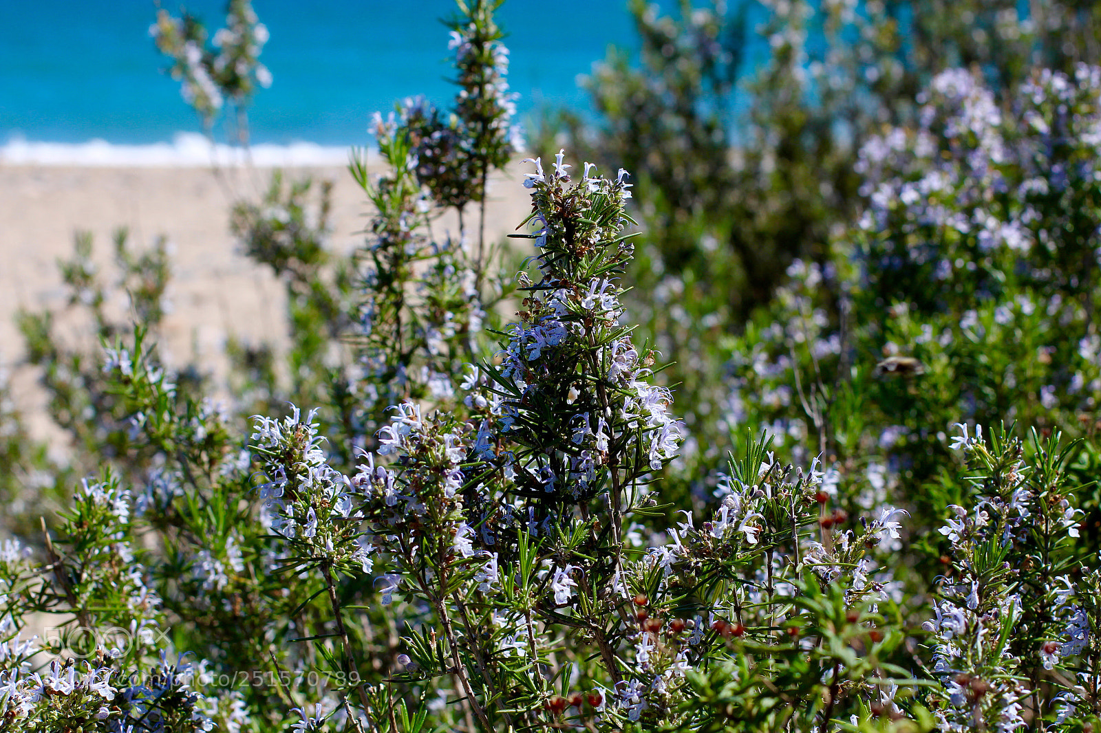 Canon EOS 700D (EOS Rebel T5i / EOS Kiss X7i) sample photo. Rosemary by the sea photography