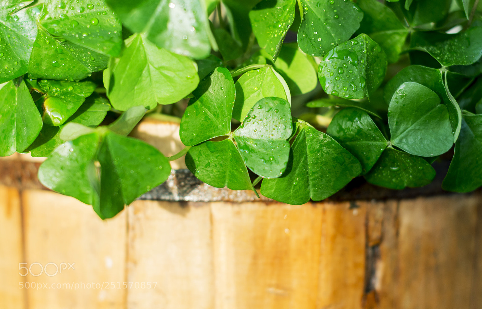 Nikon D3200 sample photo. Shamrock green photography