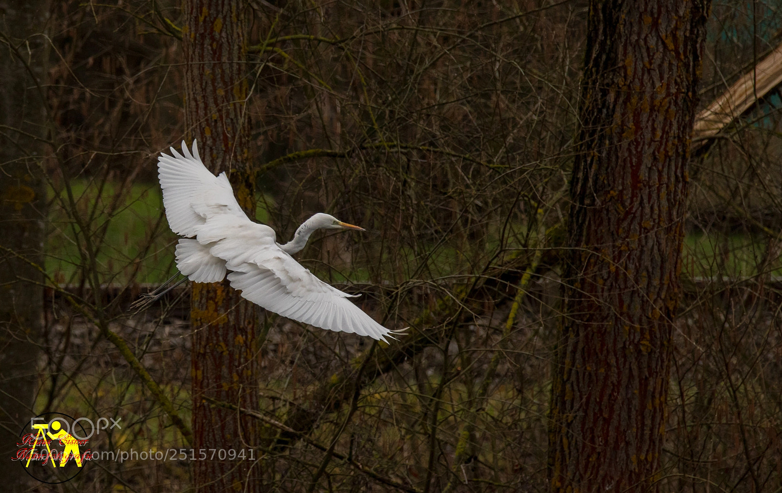 Canon EOS 5D Mark IV sample photo. Silberreiher photography
