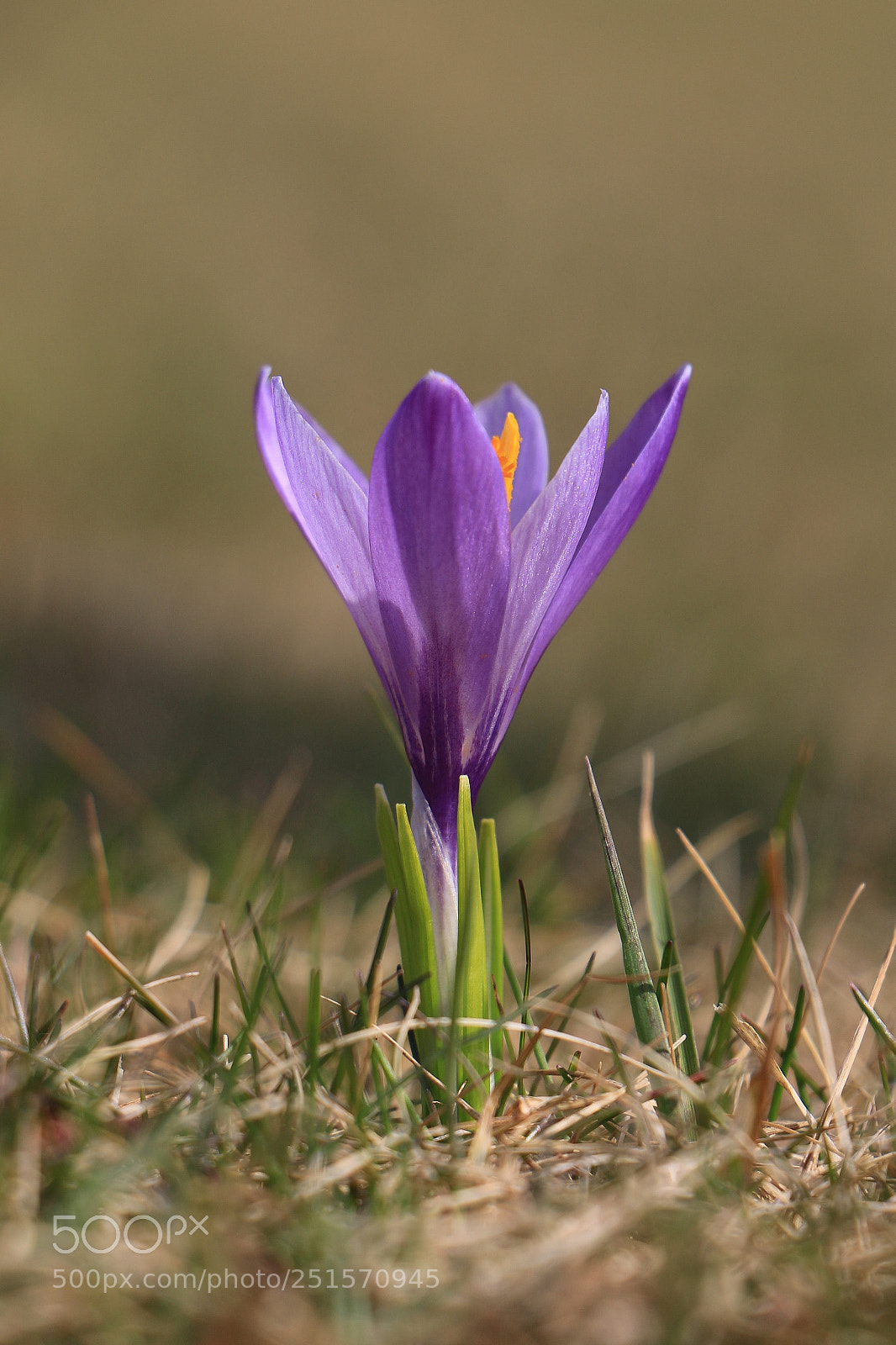 Canon EOS 70D sample photo. Krokus photography