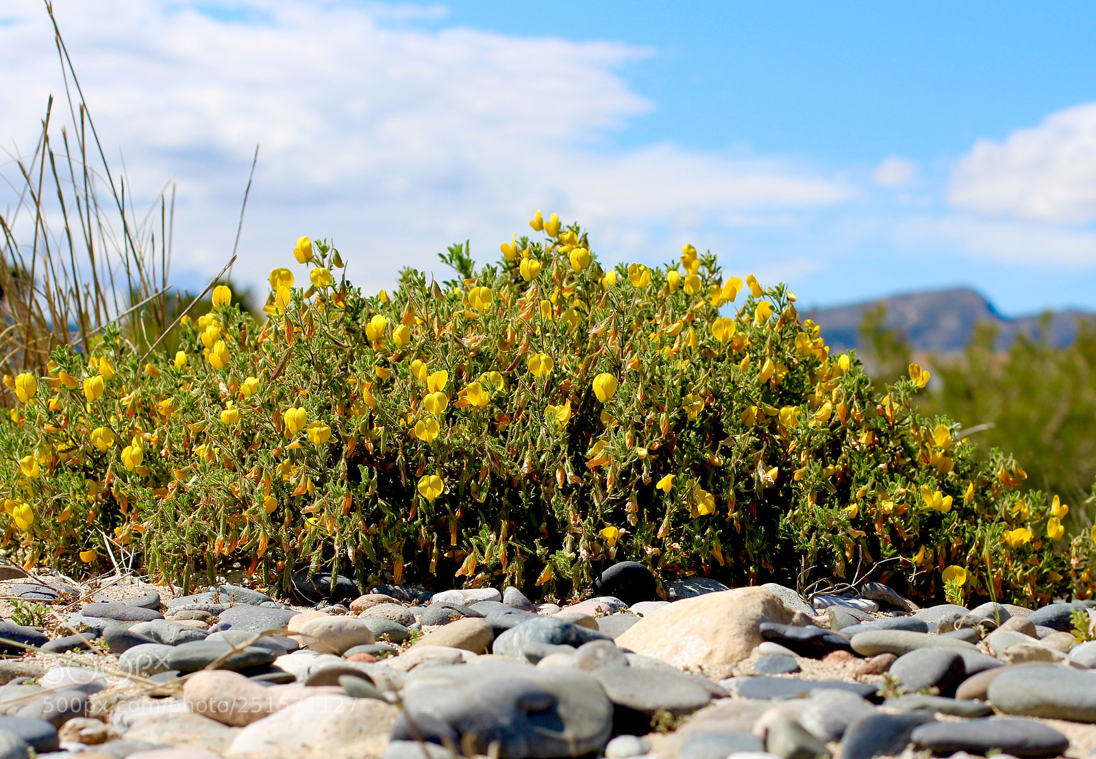 Canon EOS 700D (EOS Rebel T5i / EOS Kiss X7i) sample photo. At ground level photography