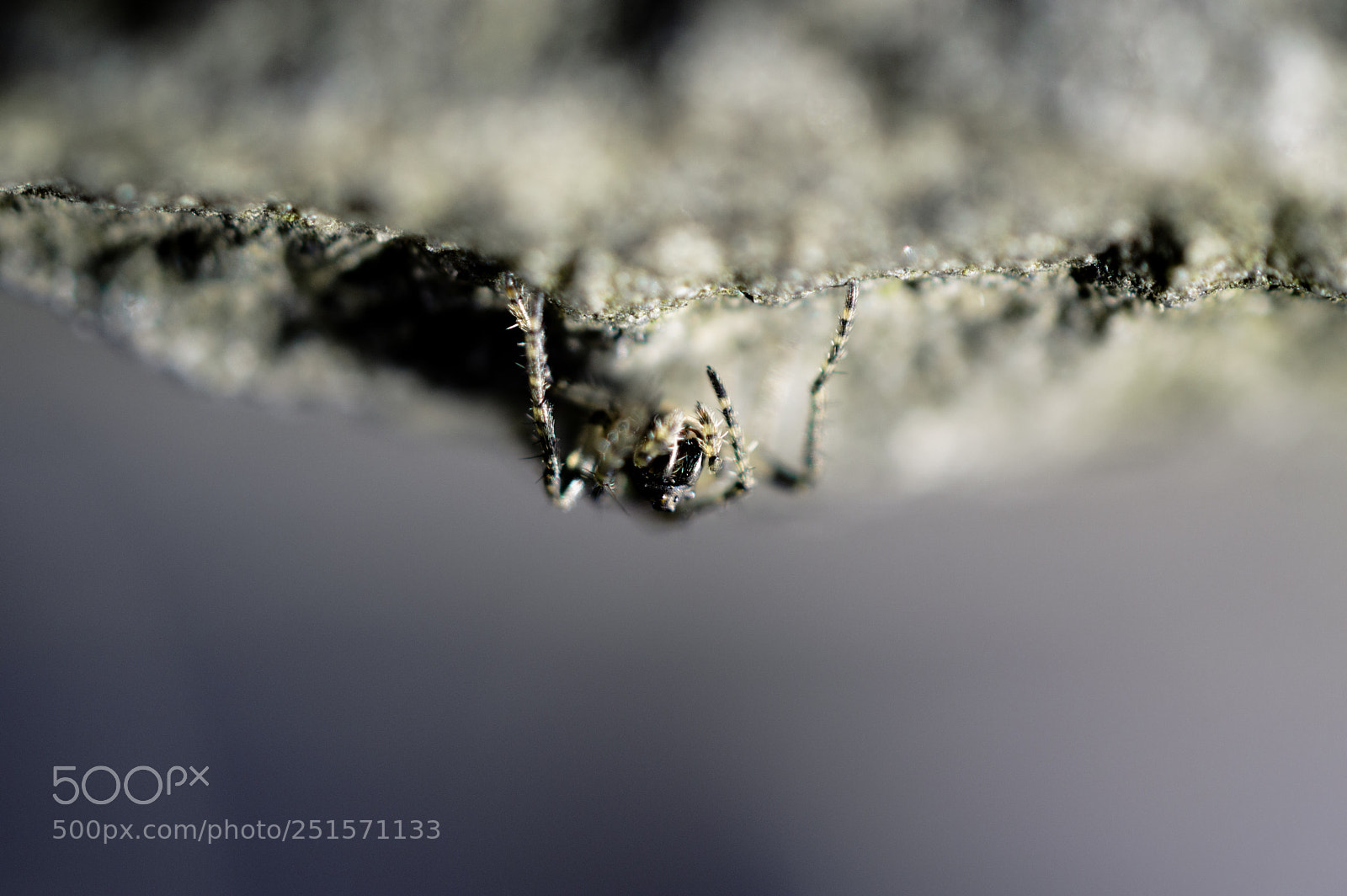 Nikon D3200 sample photo. Spider photography