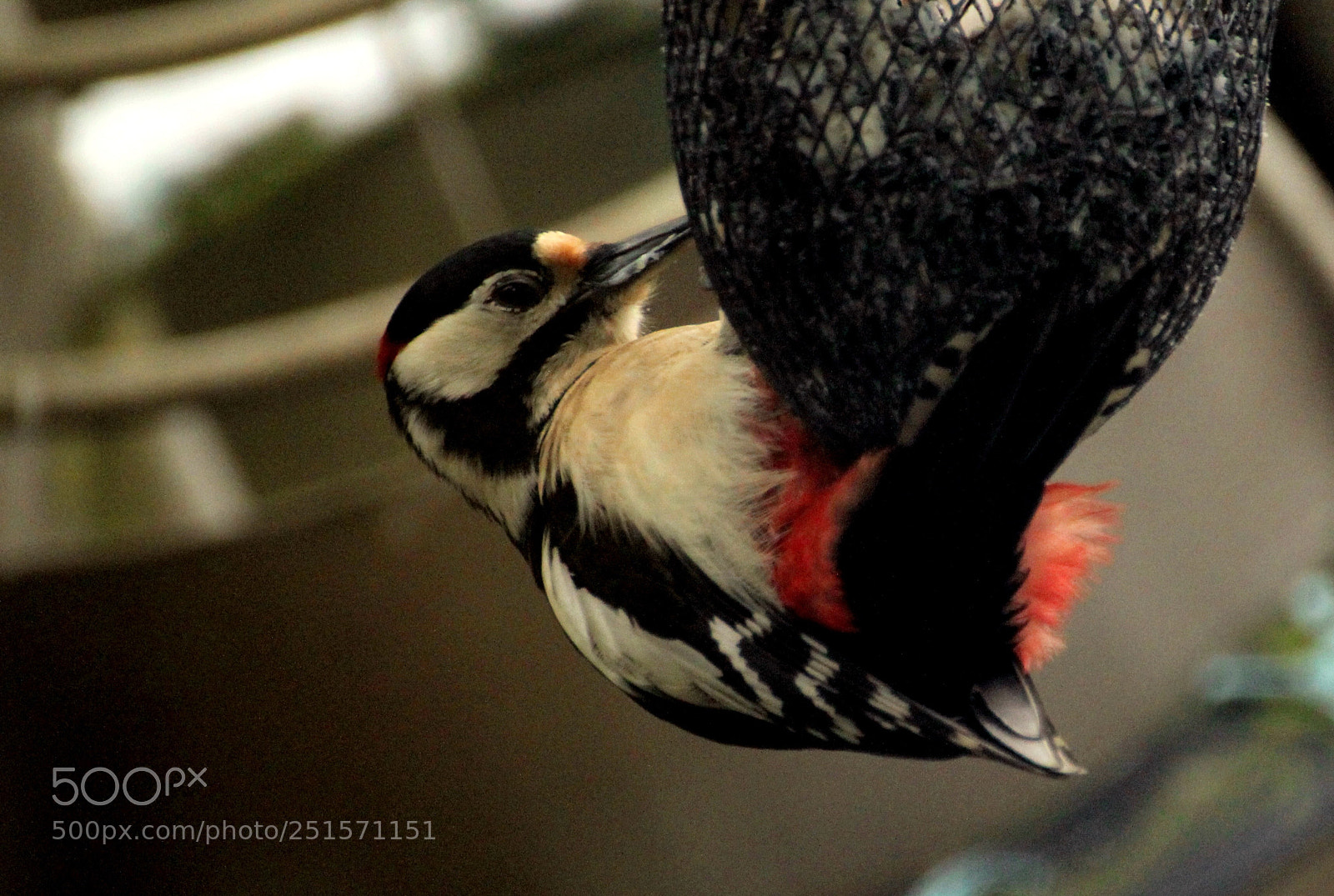 Canon EOS 60D sample photo. Woodpecker photography