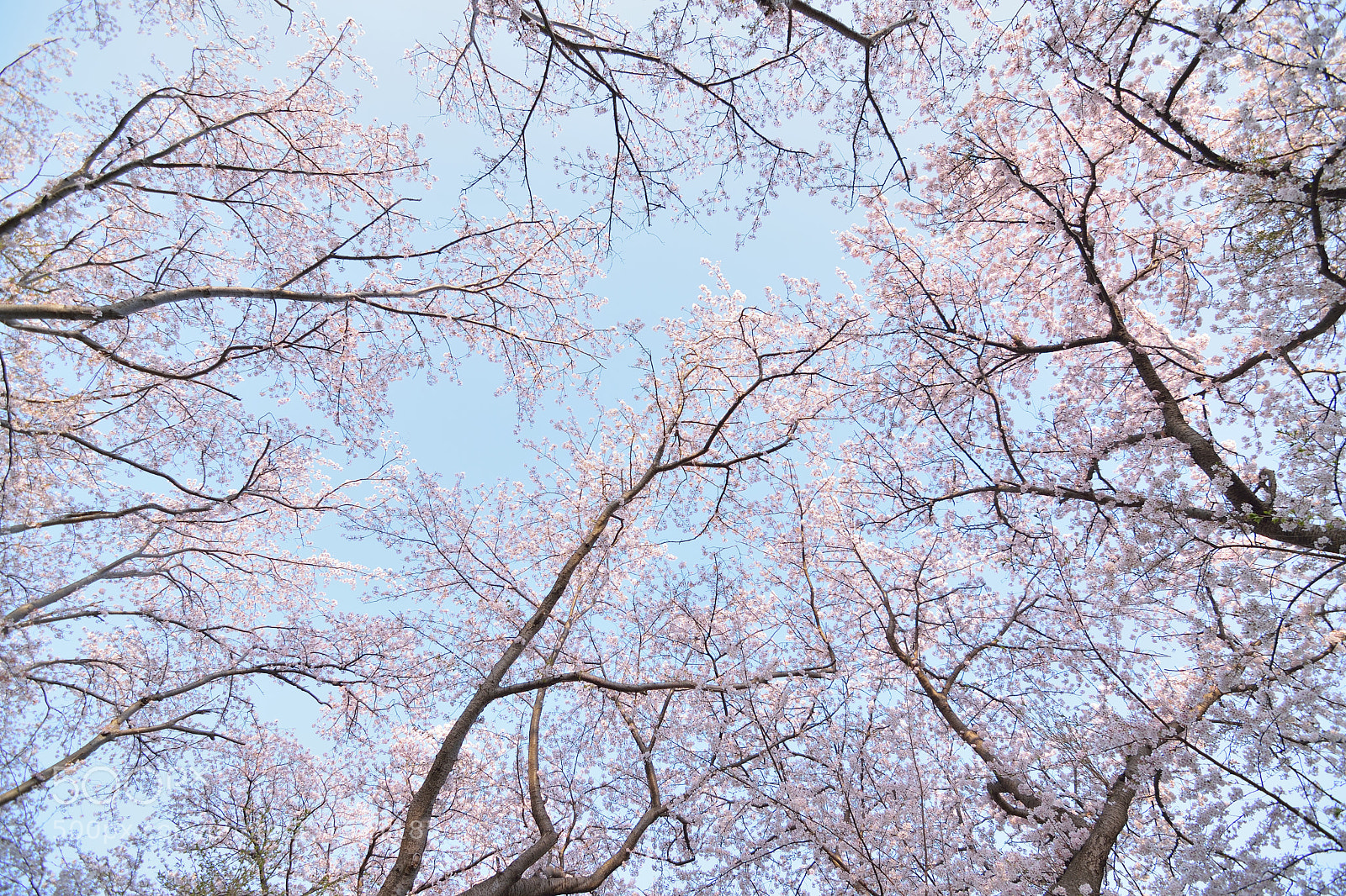 Nikon D5300 sample photo. Japanese spring at full photography