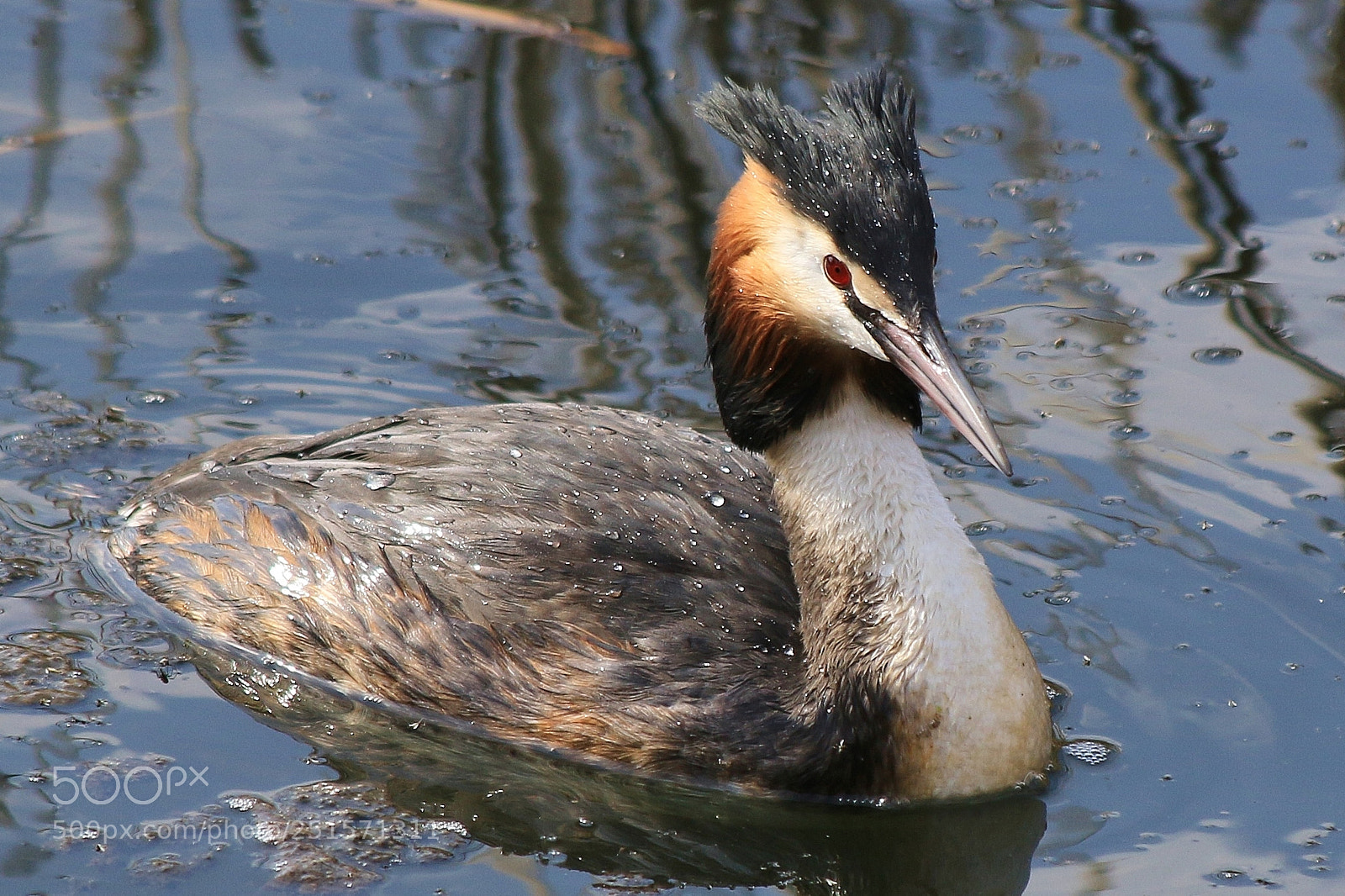 Canon EOS 70D sample photo. Haubentaucher photography
