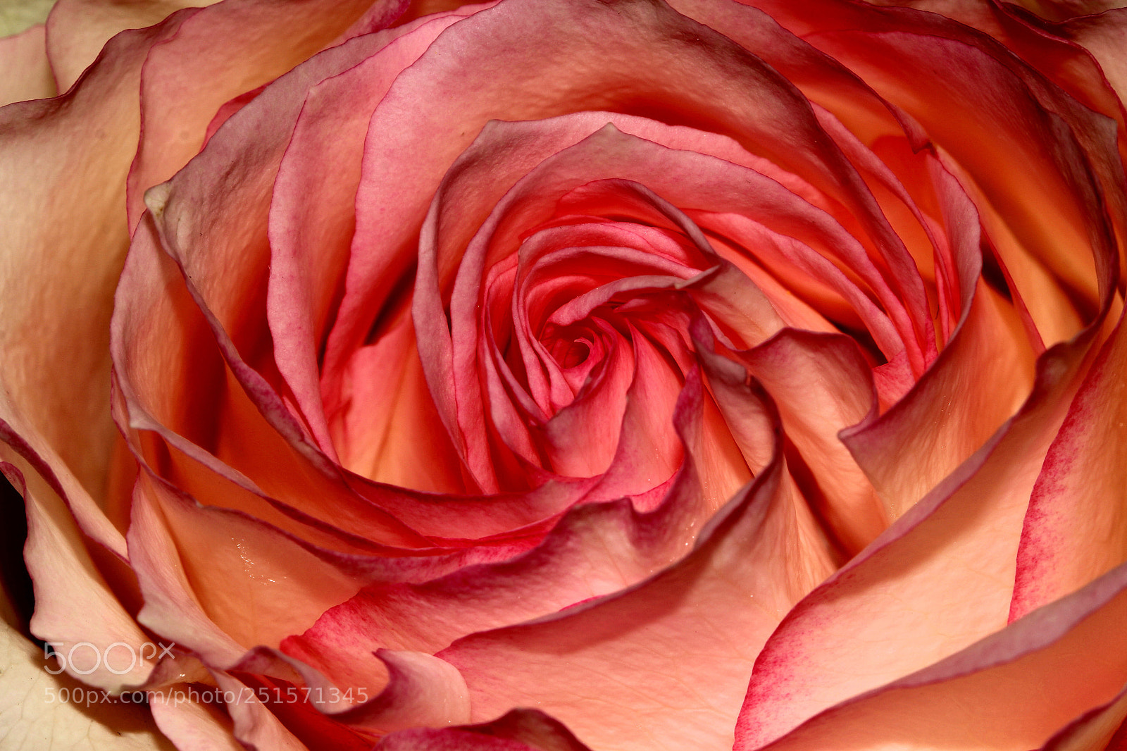 Canon EOS 60D sample photo. Rose photography