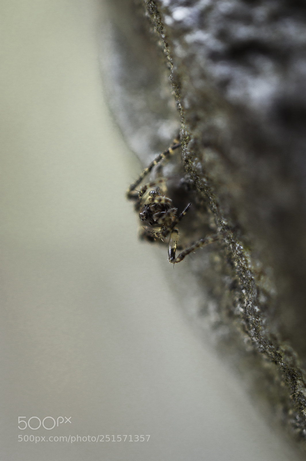 Nikon D3200 sample photo. Spider photography
