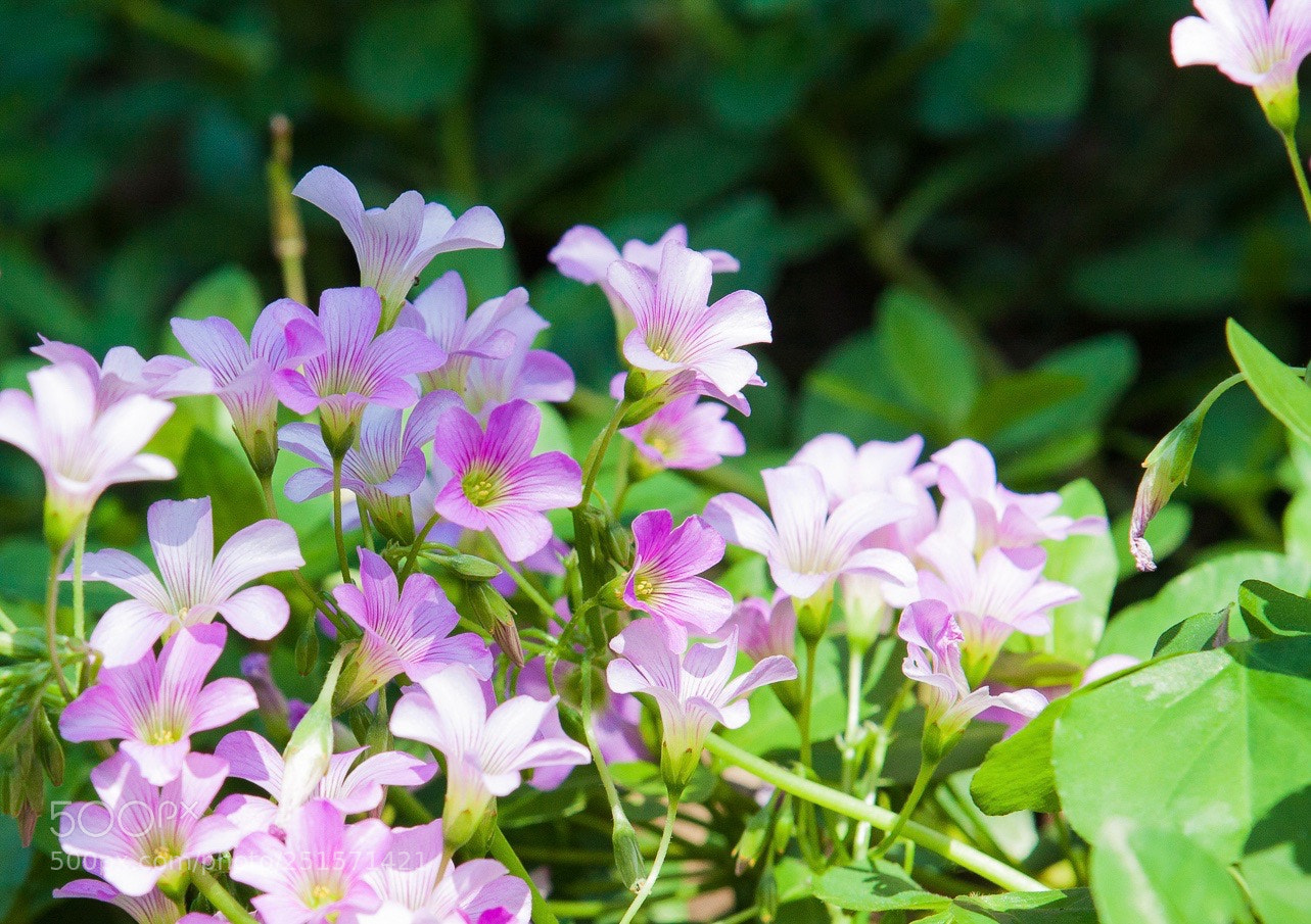 Canon EOS 50D sample photo. 草花 photography