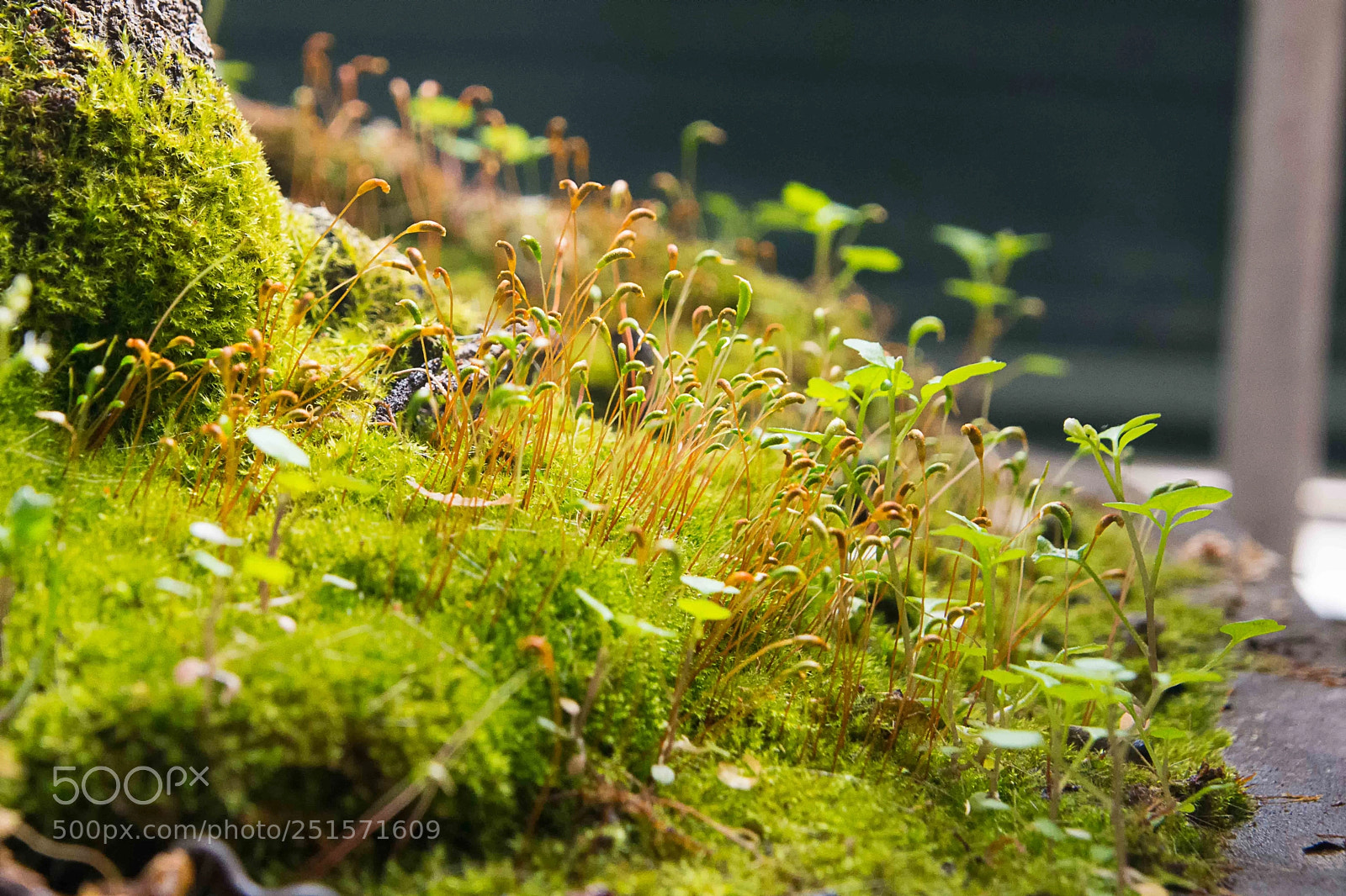 Nikon D7200 sample photo. Hierba y musgo photography