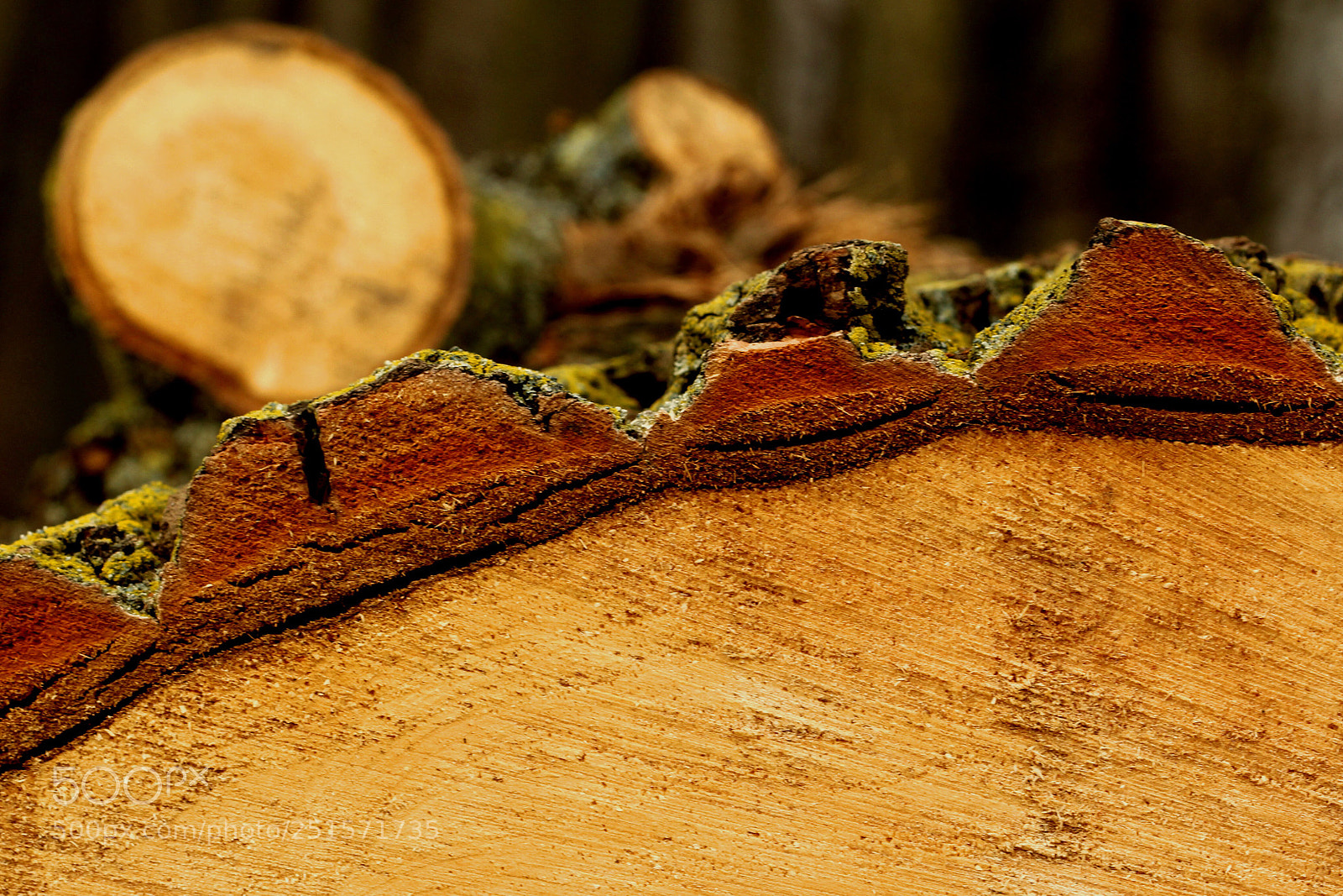 Canon EOS 60D sample photo. Wood photography